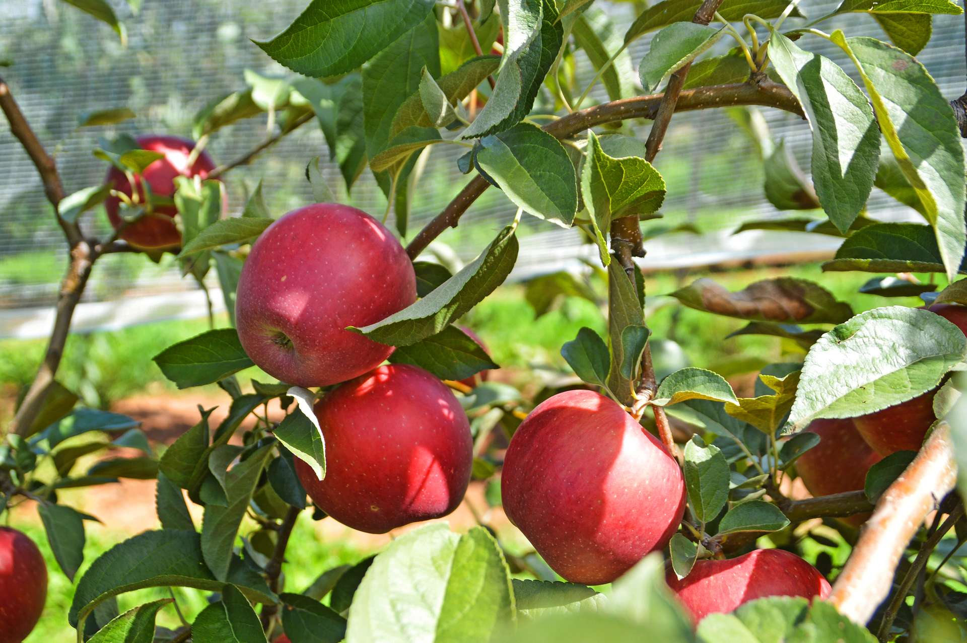 Willigobung For Sale by Farmbuy.com - image 1