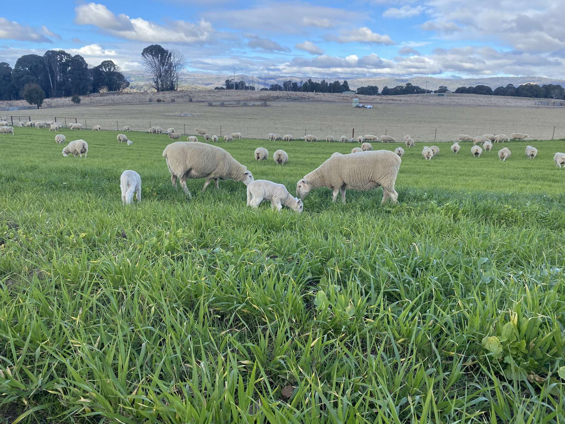 Willigobung For Sale by Farmbuy.com - image 30