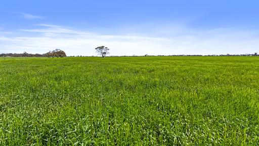 714 Buccleuch South Road, Yumali SA 5261