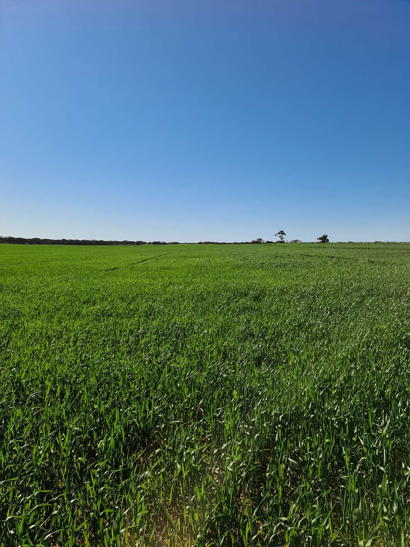 1719 New Well Road, Waikerie For Sale by Farmbuy.com - image 14