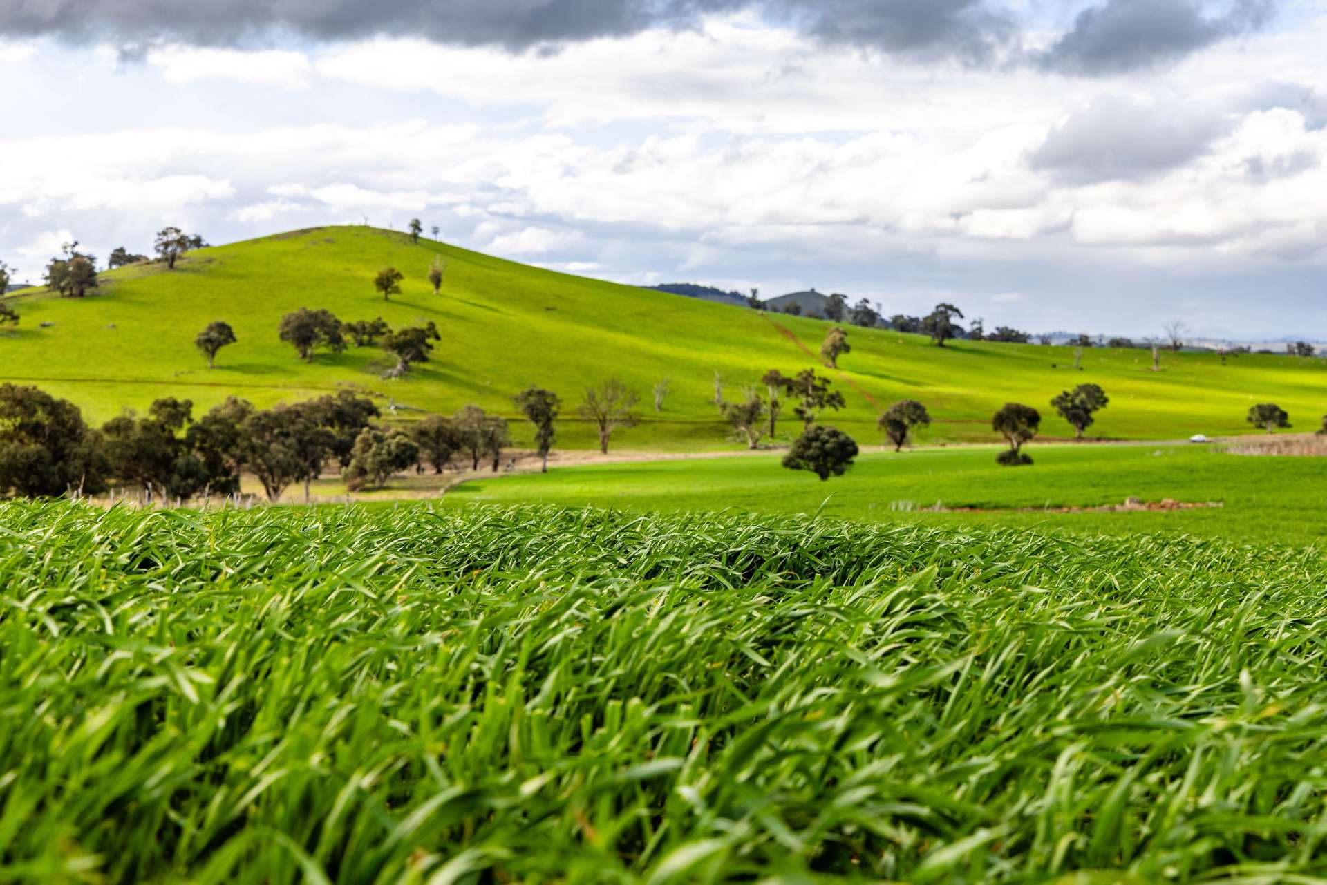 'Darmody's', 969 Brial Rd, Boorowa For Sale by Farmbuy.com - image 3