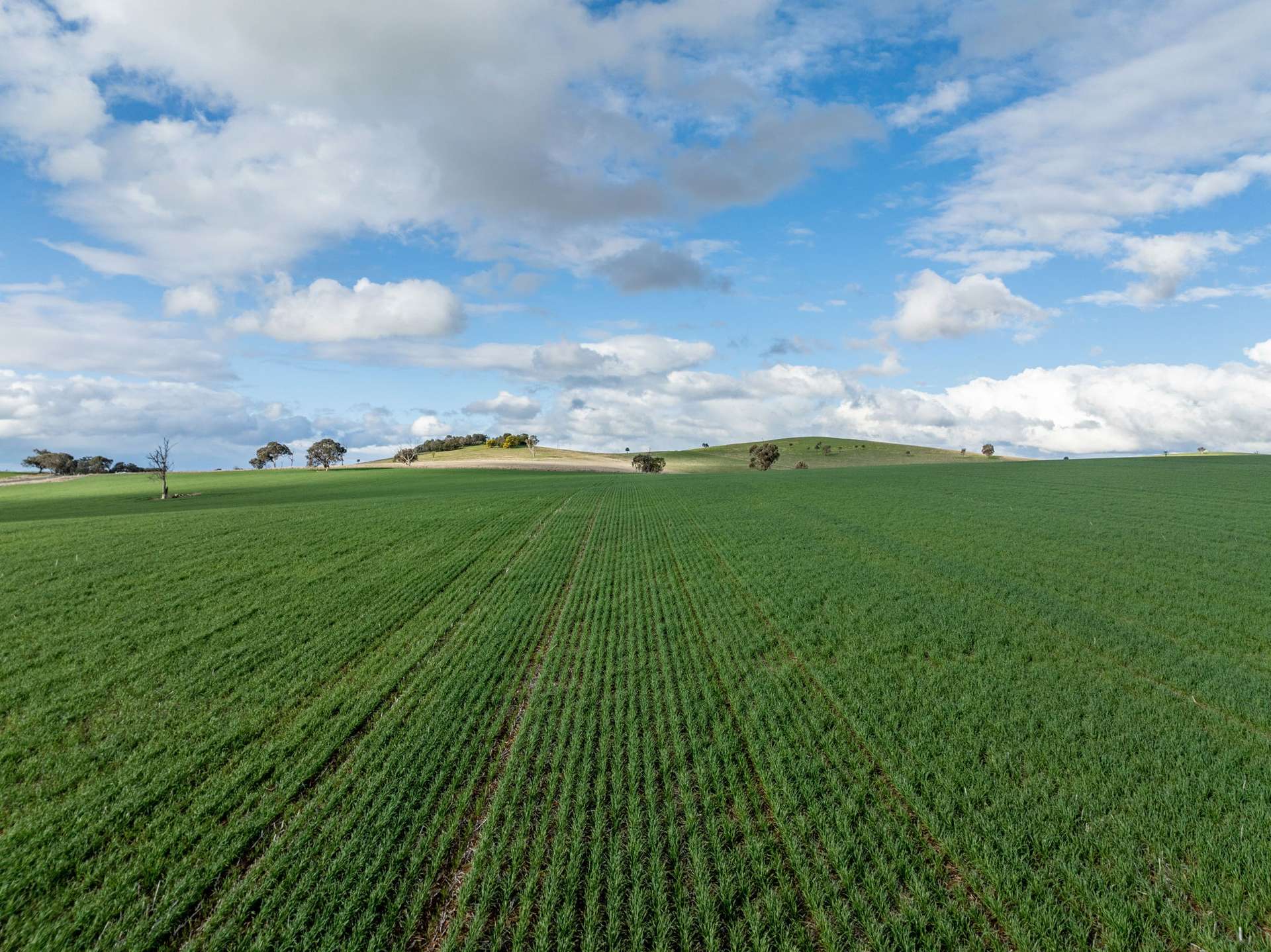 'Darmody's', 969 Brial Rd, Boorowa For Sale by Farmbuy.com - image 20