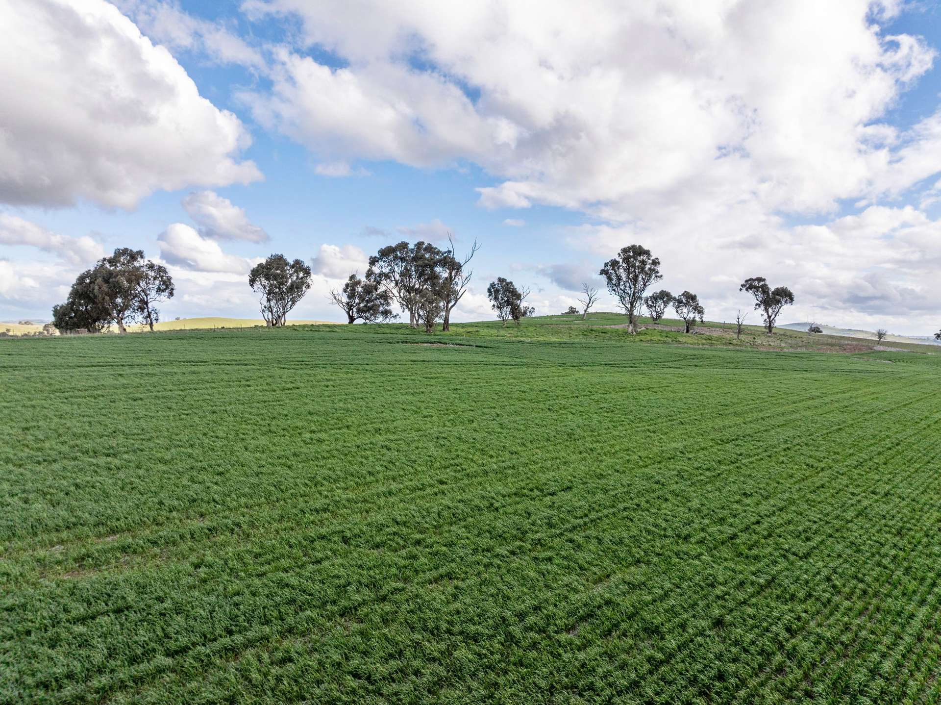 'Darmody's', 969 Brial Rd, Boorowa For Sale by Farmbuy.com - image 15