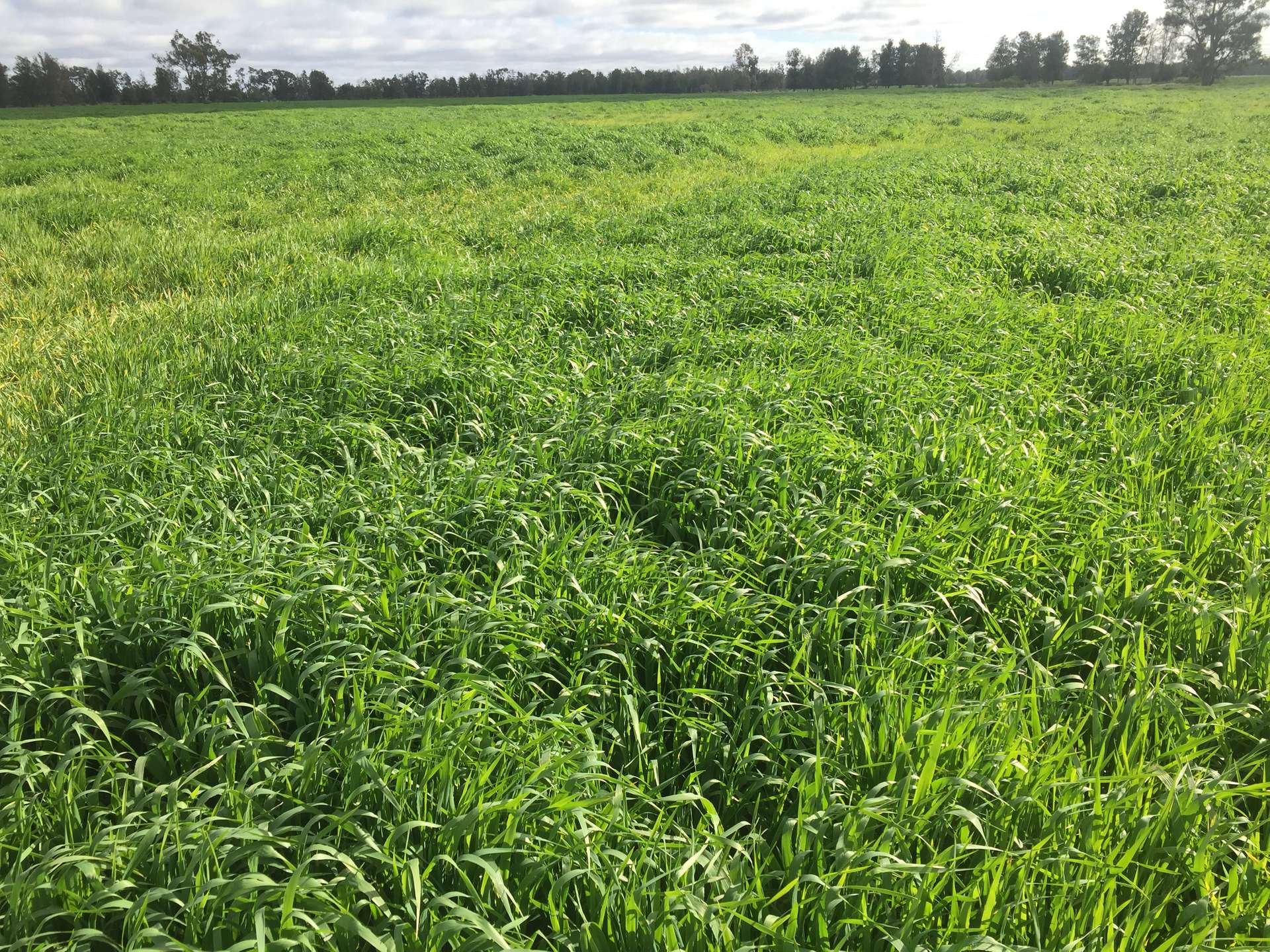 31850 Cunningham Highway, Goondiwindi For Sale by Farmbuy.com - image 3