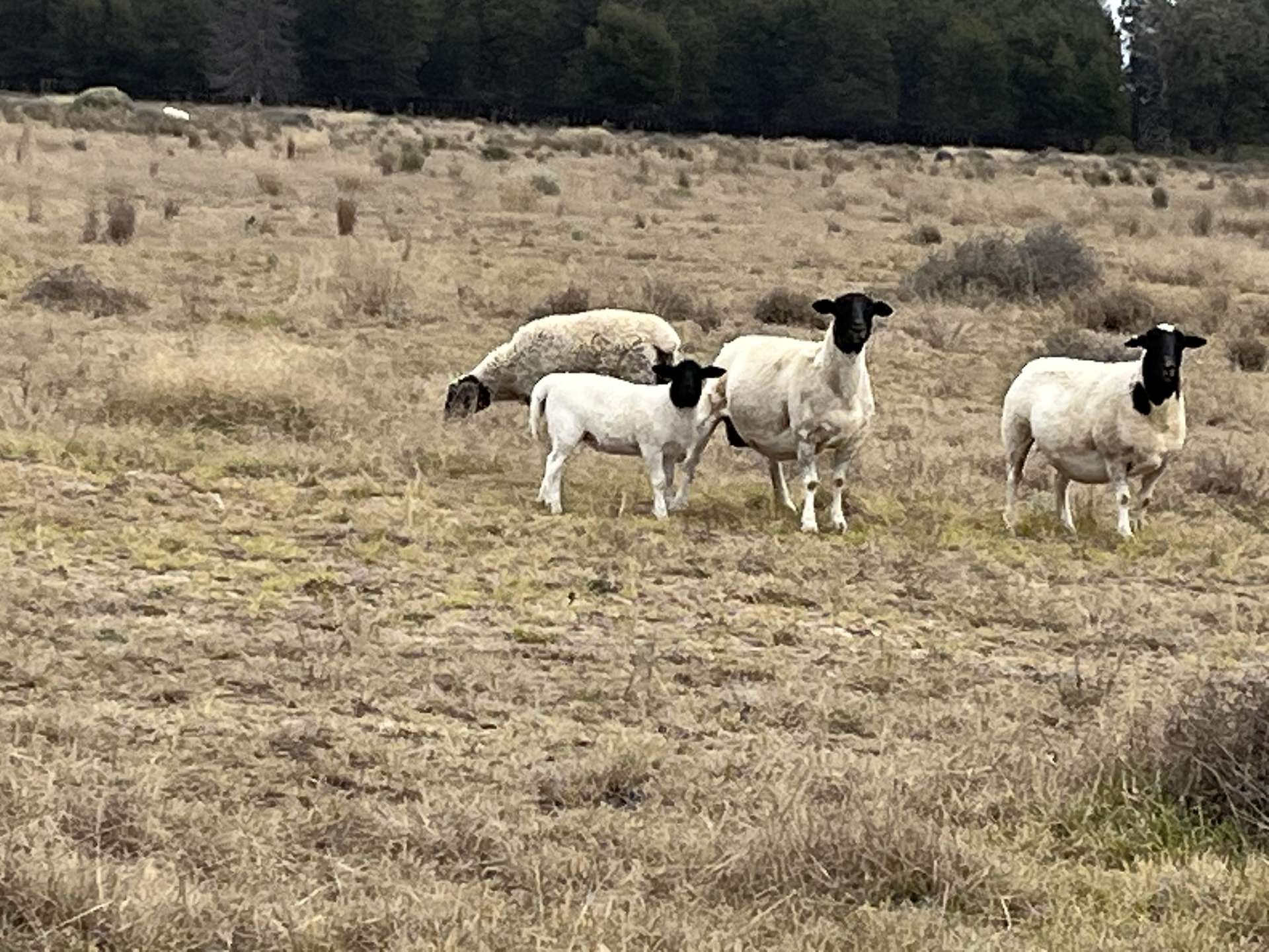 31850 Cunningham Highway, Goondiwindi For Sale by Farmbuy.com - image 9