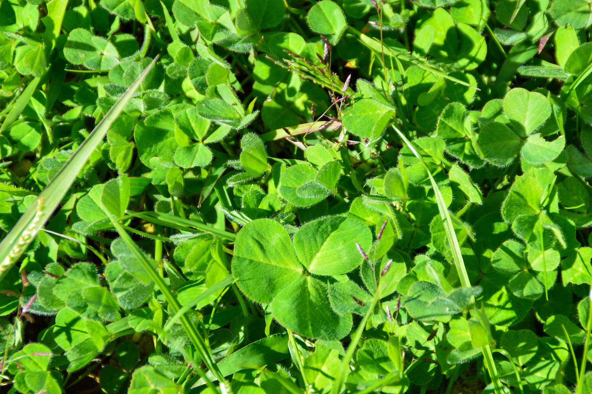 25 Wrigleys Road, Big Springs For Sale by Farmbuy.com - image 6