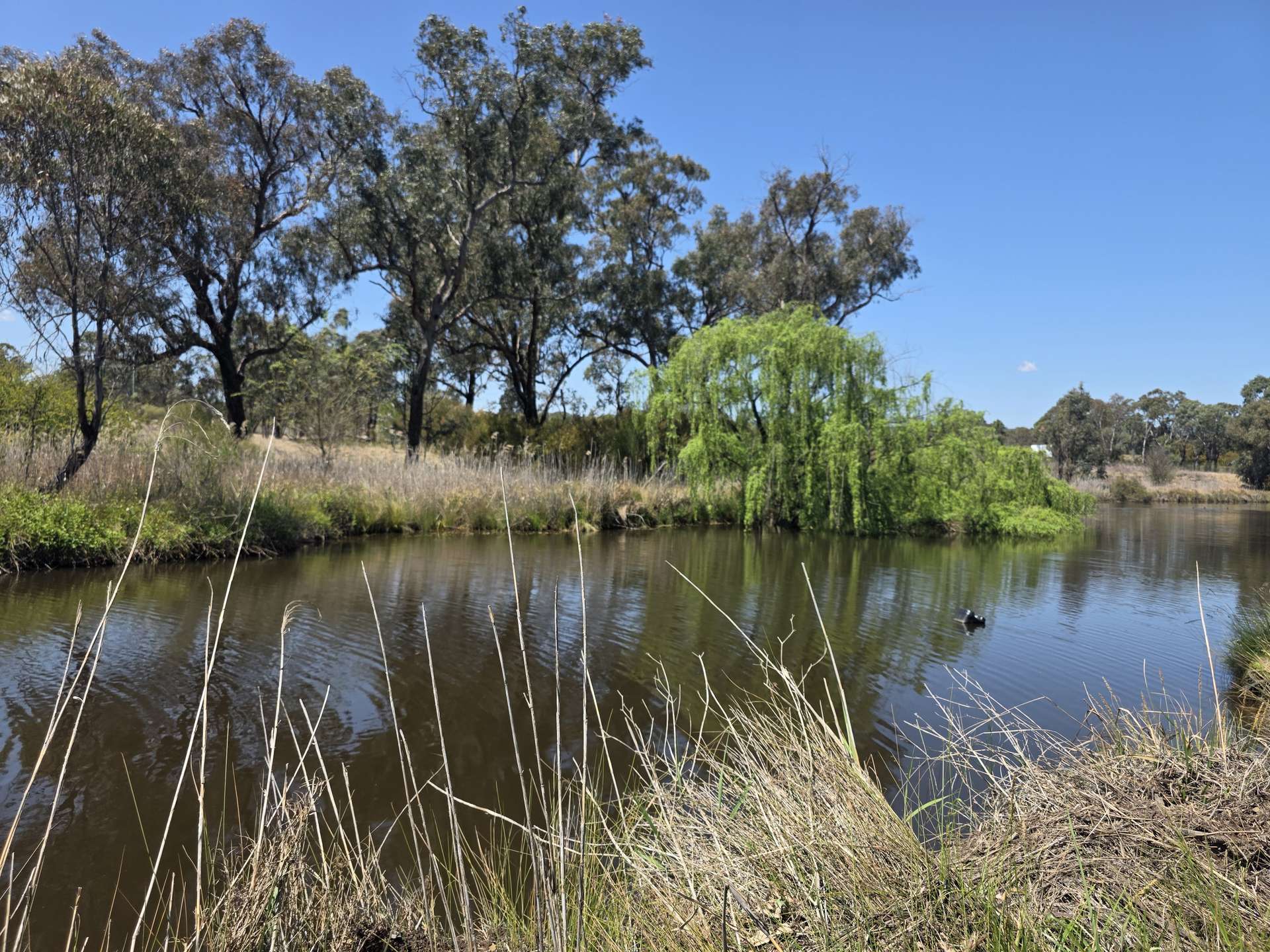 171 Stabiles Road, Severnlea Sold by Farmbuy.com - image 28