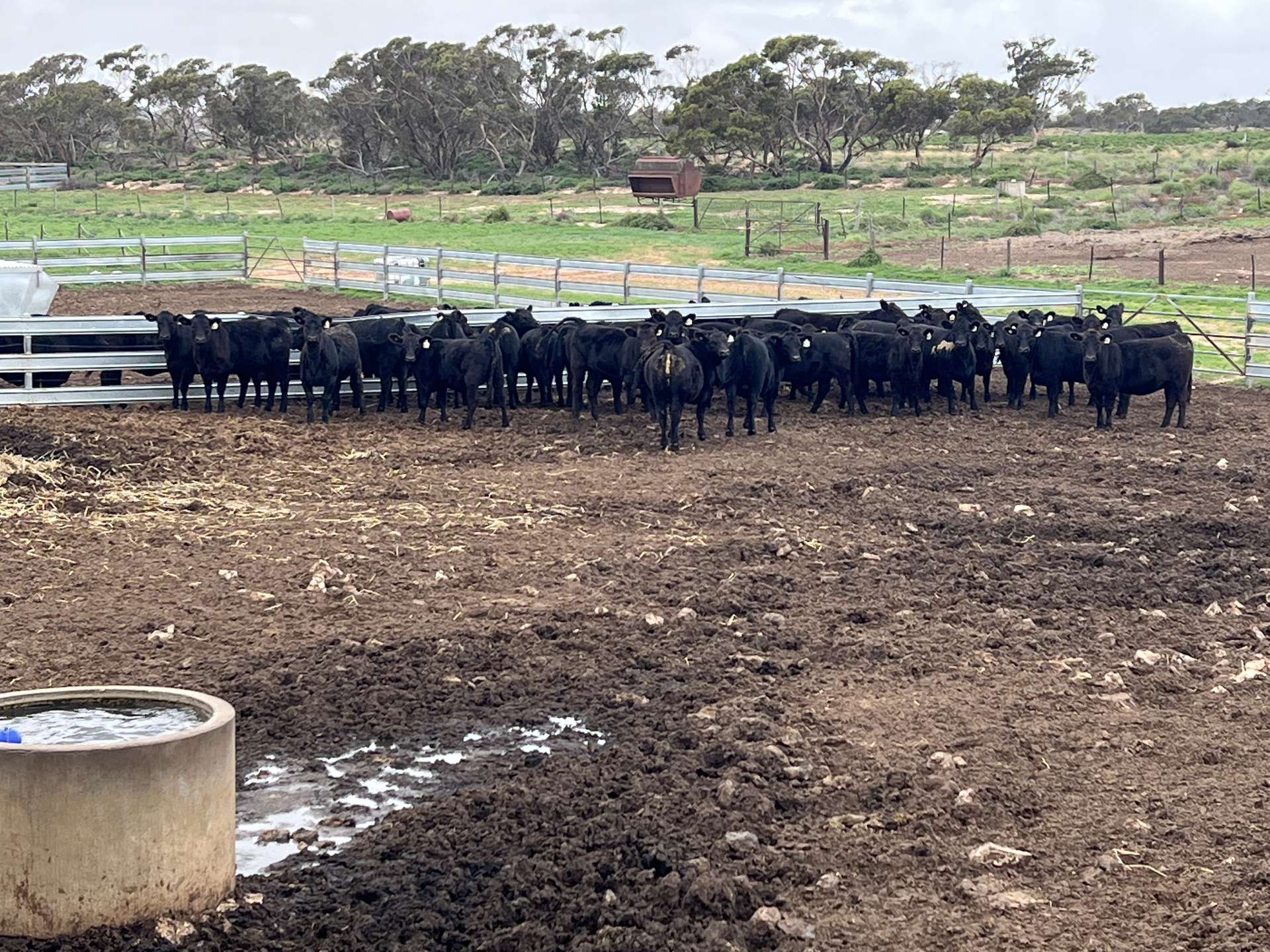 Allotment 92 Perponda Road, Karoonda For Sale by Farmbuy.com - image 23