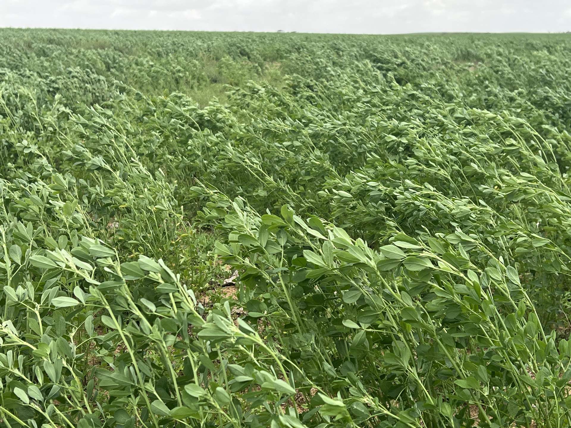 Allotment 92 Perponda Road, Karoonda For Sale by Farmbuy.com - image 3