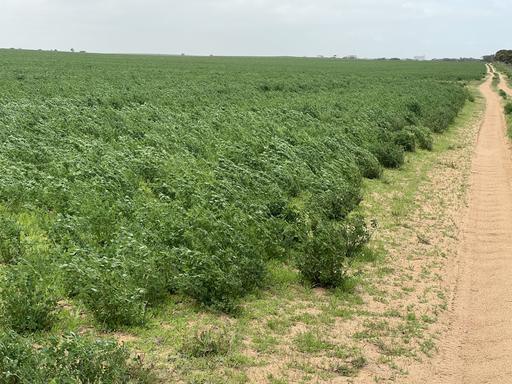 Allotment 92 Perponda Road, Karoonda SA 5307