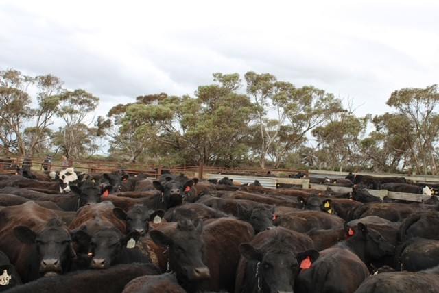 Allotment 92 Perponda Road, Karoonda For Sale by Farmbuy.com - image 22