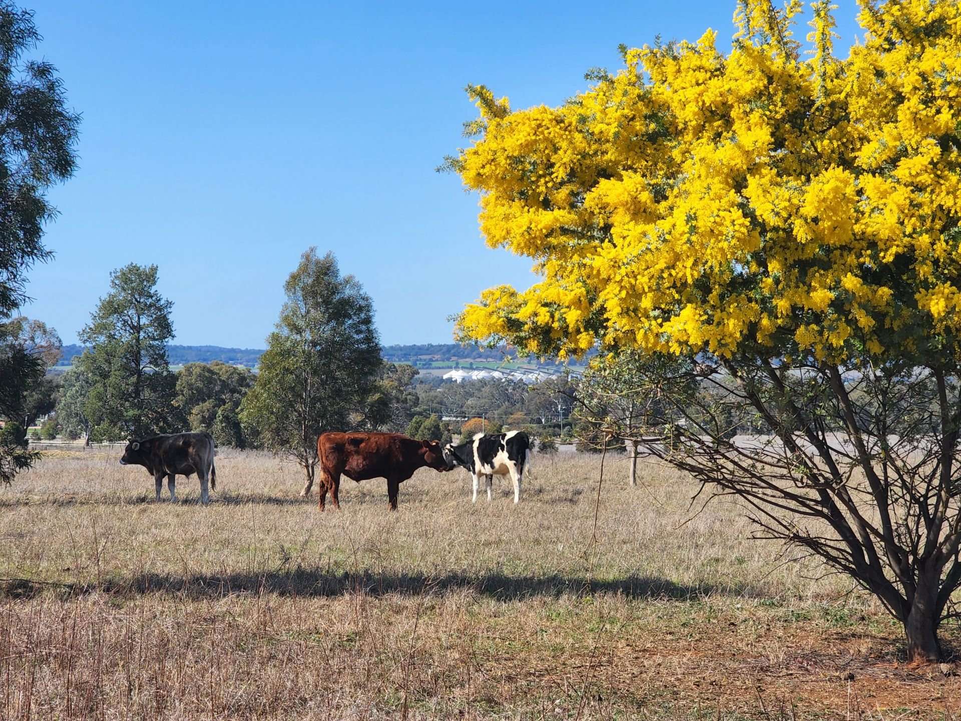 91 Aitken Lane, Parkes Sold by Farmbuy.com - image 8