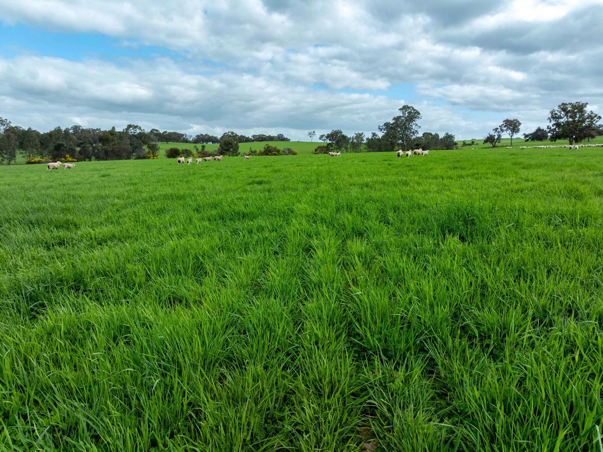 4040 Sunraysia Highway, Lexton For Sale by Farmbuy.com - image 7