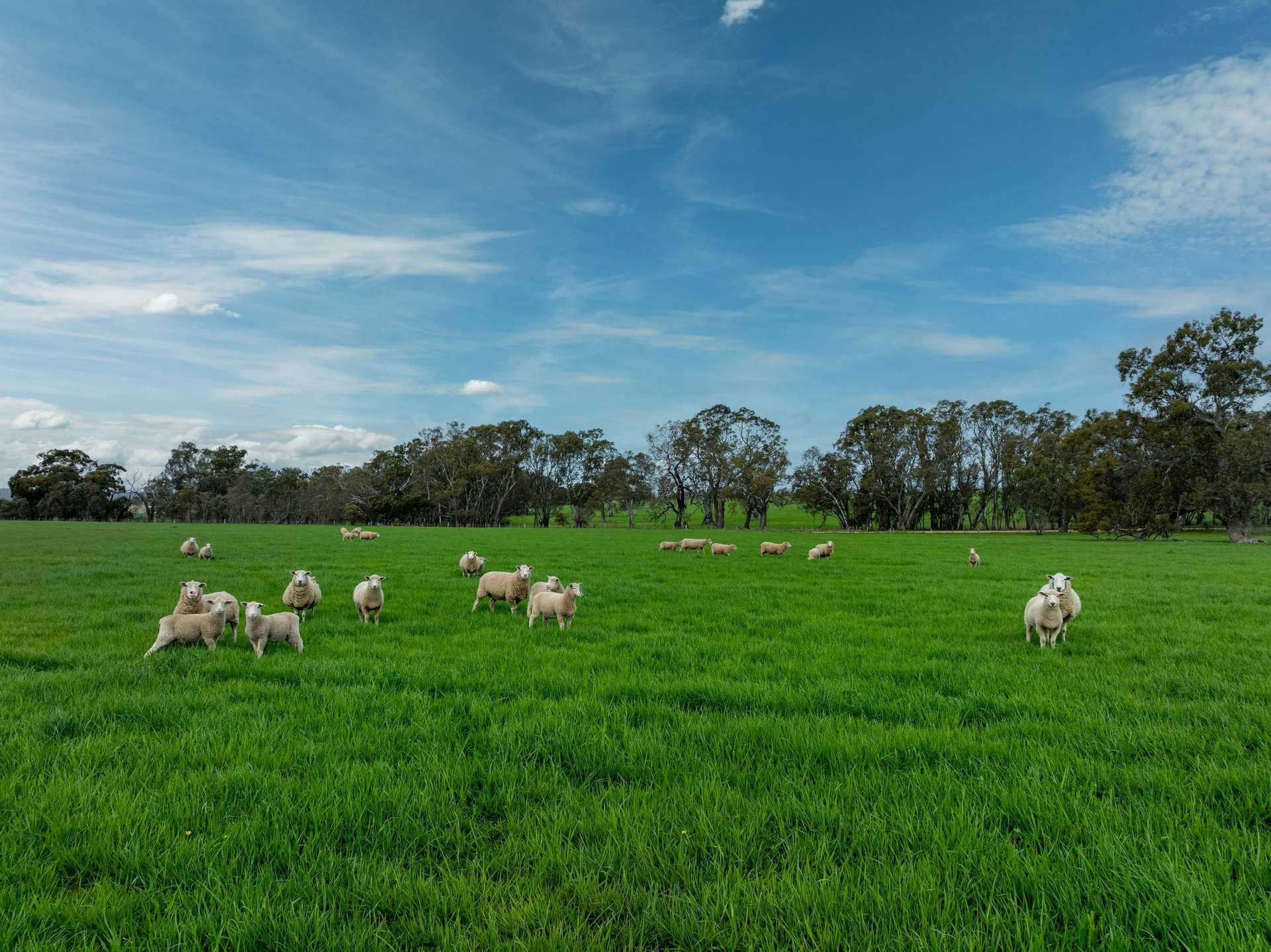 4040 Sunraysia Highway, Lexton For Sale by Farmbuy.com - image 1