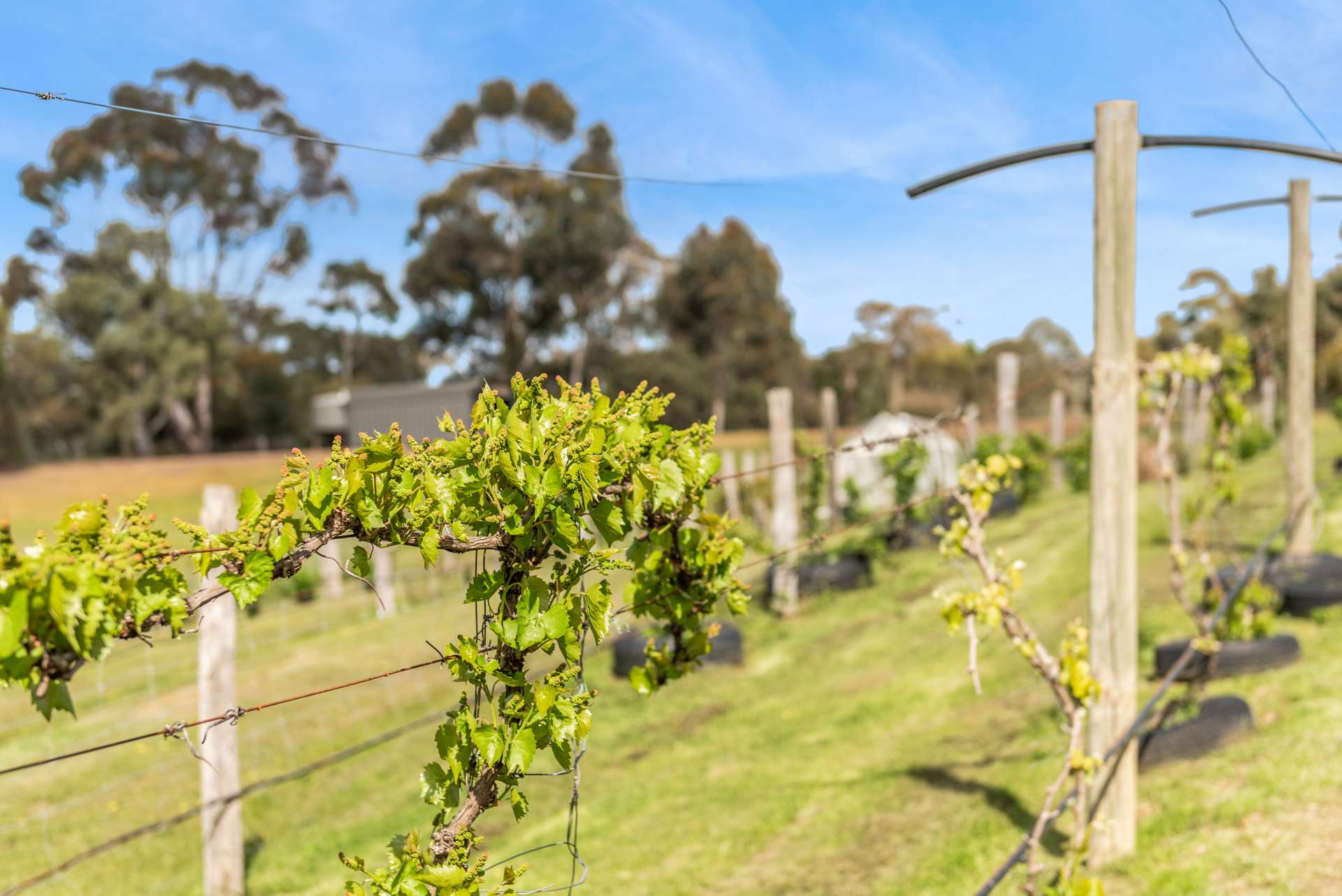 109 Meadows Lane, Heathcote For Sale by Farmbuy.com - image 6