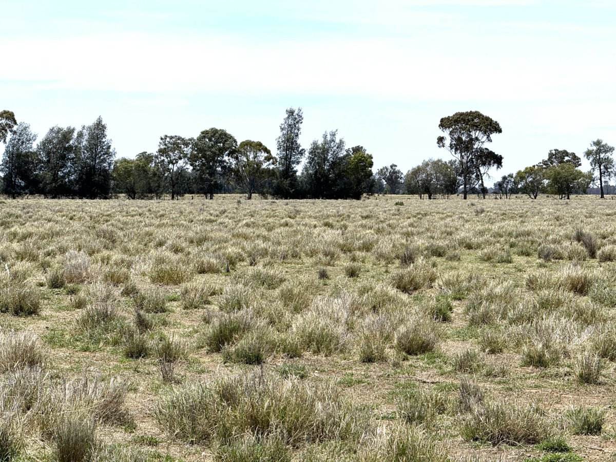 1539 Bland Road, Quandialla For Sale by Farmbuy.com - image 15