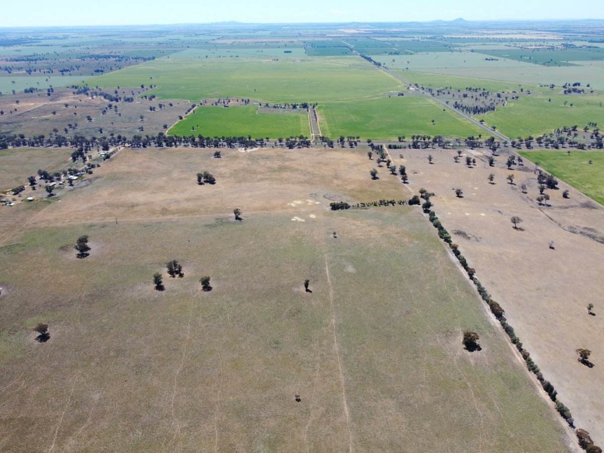 1539 Bland Road, Quandialla For Sale by Farmbuy.com - image 6