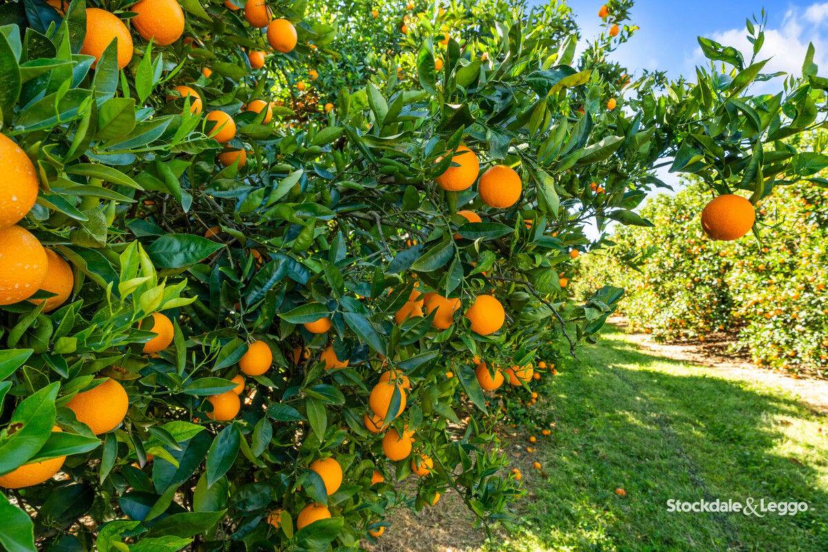 154-198 Torgannah Road, Koonoomoo For Sale by Farmbuy.com - image 31