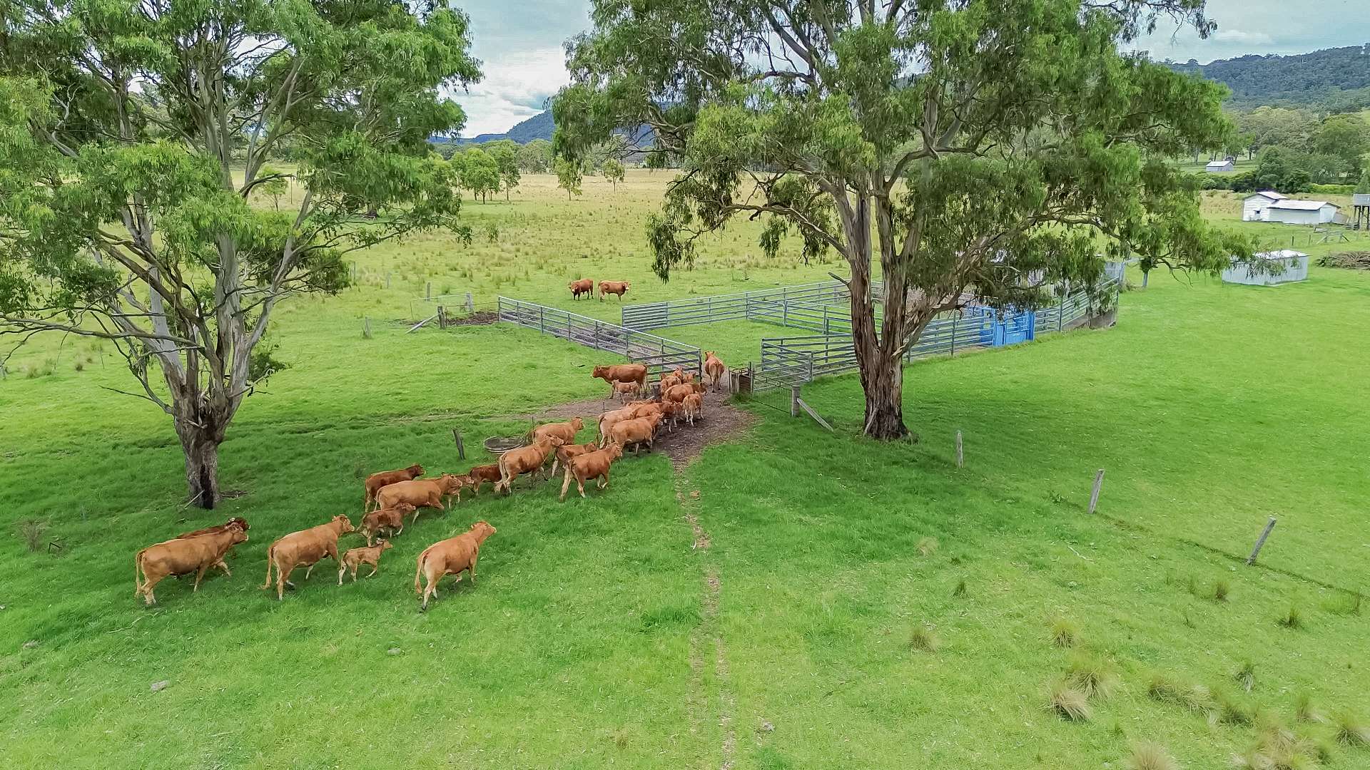 80 Tooloom Street, Legume For Sale by Farmbuy.com - image 5