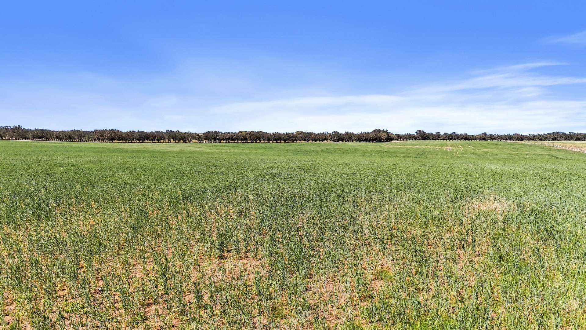 Lot 1 Tolderol Road, Langhorne Creek For Sale by Farmbuy.com - image 9