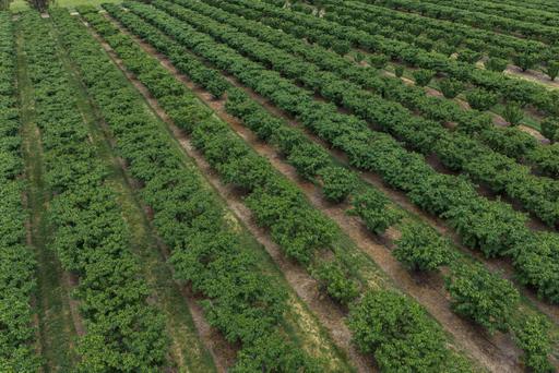 3129 Olympic Highway, Young NSW 2594