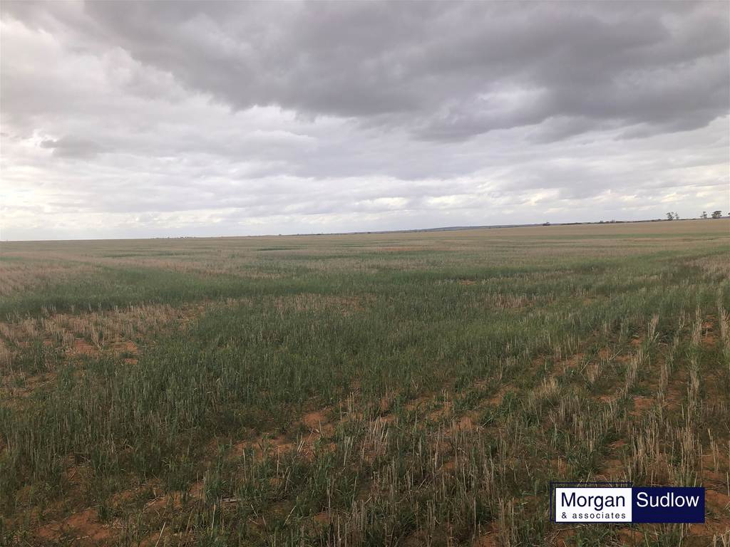 RURAL LANDHOLDING, Trayning WA 6488