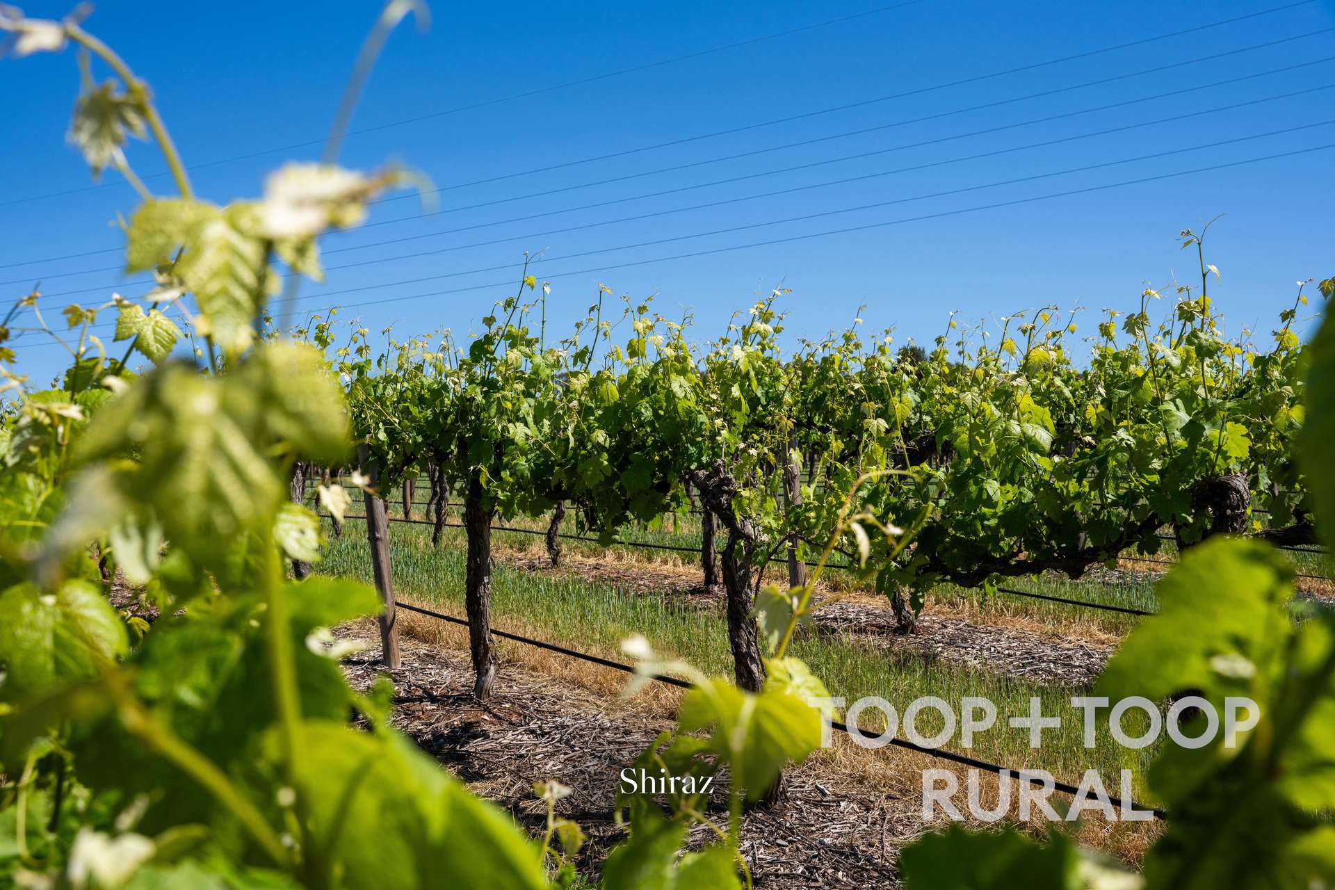 303 Stonewell Road, Stone Well For Sale by Farmbuy.com - image 30