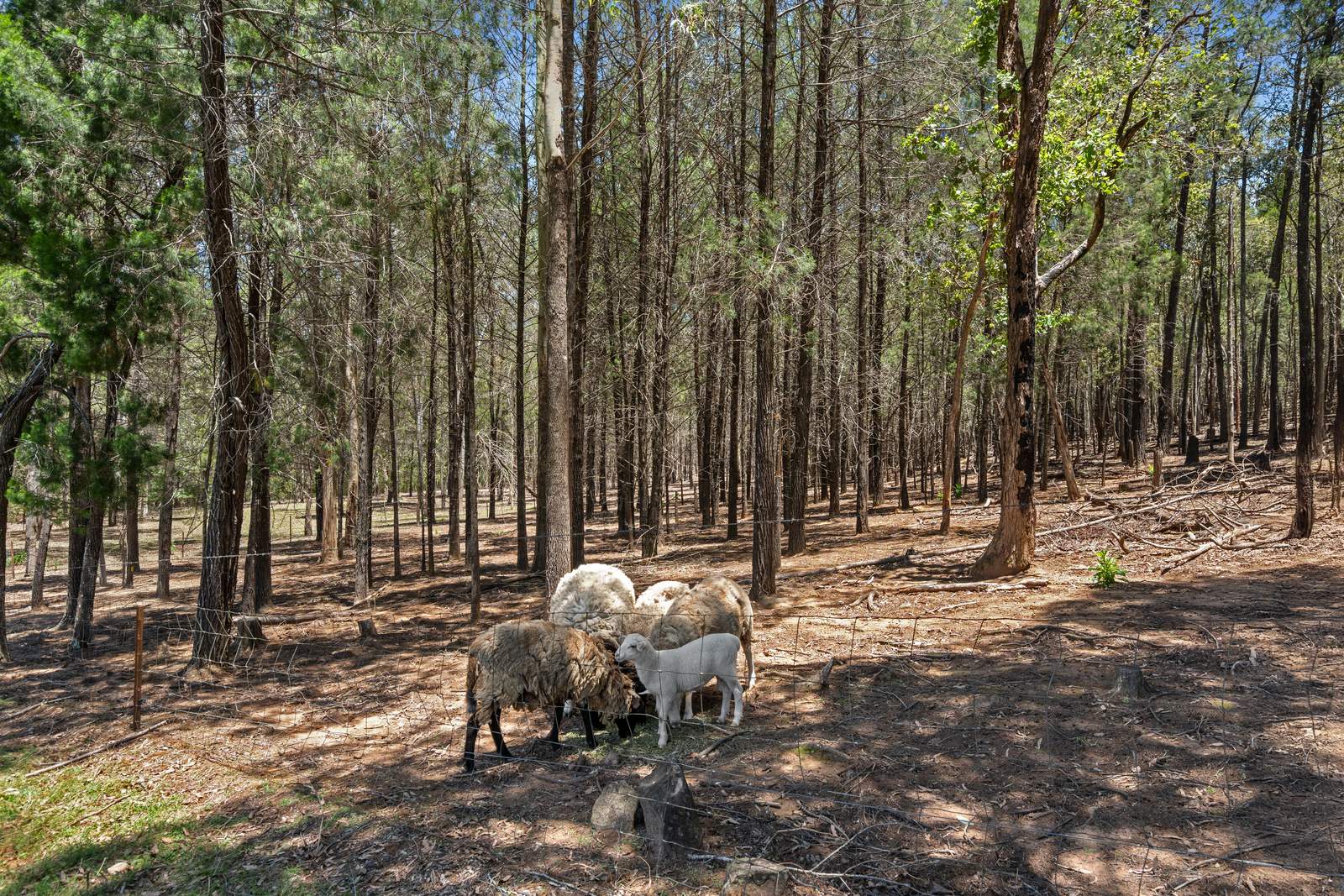 2306 Gatton Esk Road, Buaraba For Sale by Farmbuy.com - image 18