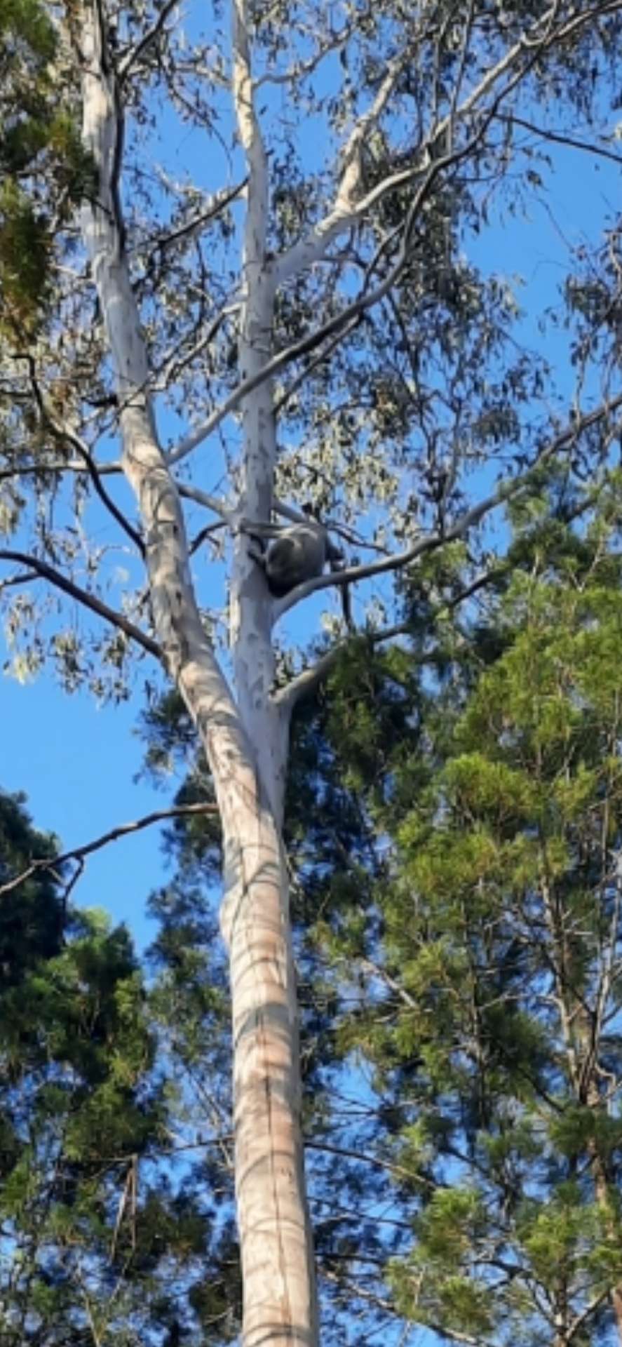 2306 Gatton Esk Road, Buaraba For Sale by Farmbuy.com - image 19