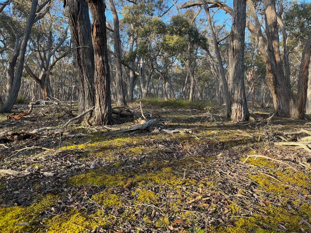 Dereel For Sale by Farmbuy.com - image 3