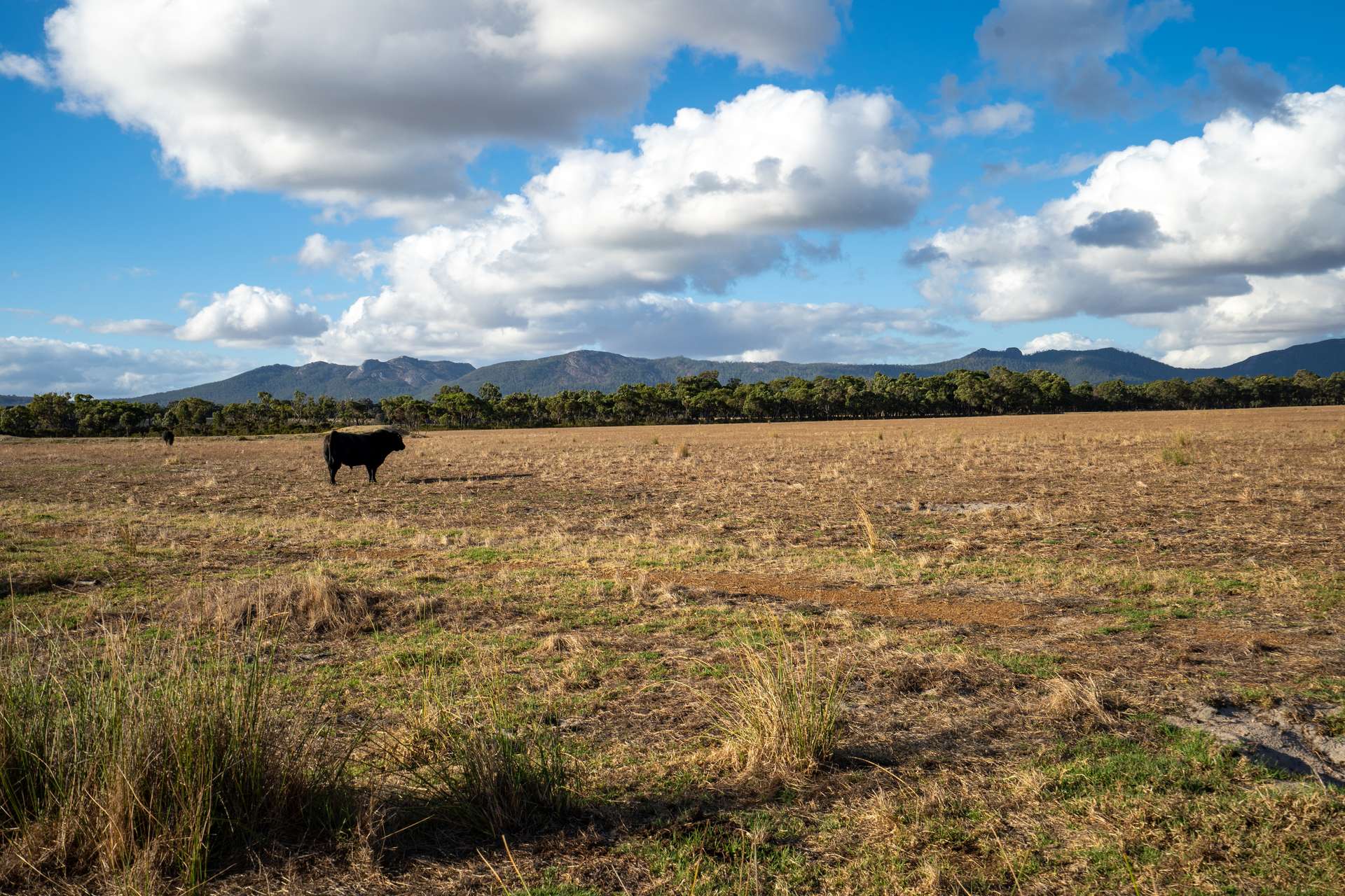 Lot 474 Yellanup Road, Narrikup For Sale by Farmbuy.com - image 4