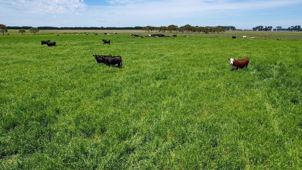 Lot 266 (part), 'Mount View' Occupation Lane, Panmure For Sale by Farmbuy.com - image 9