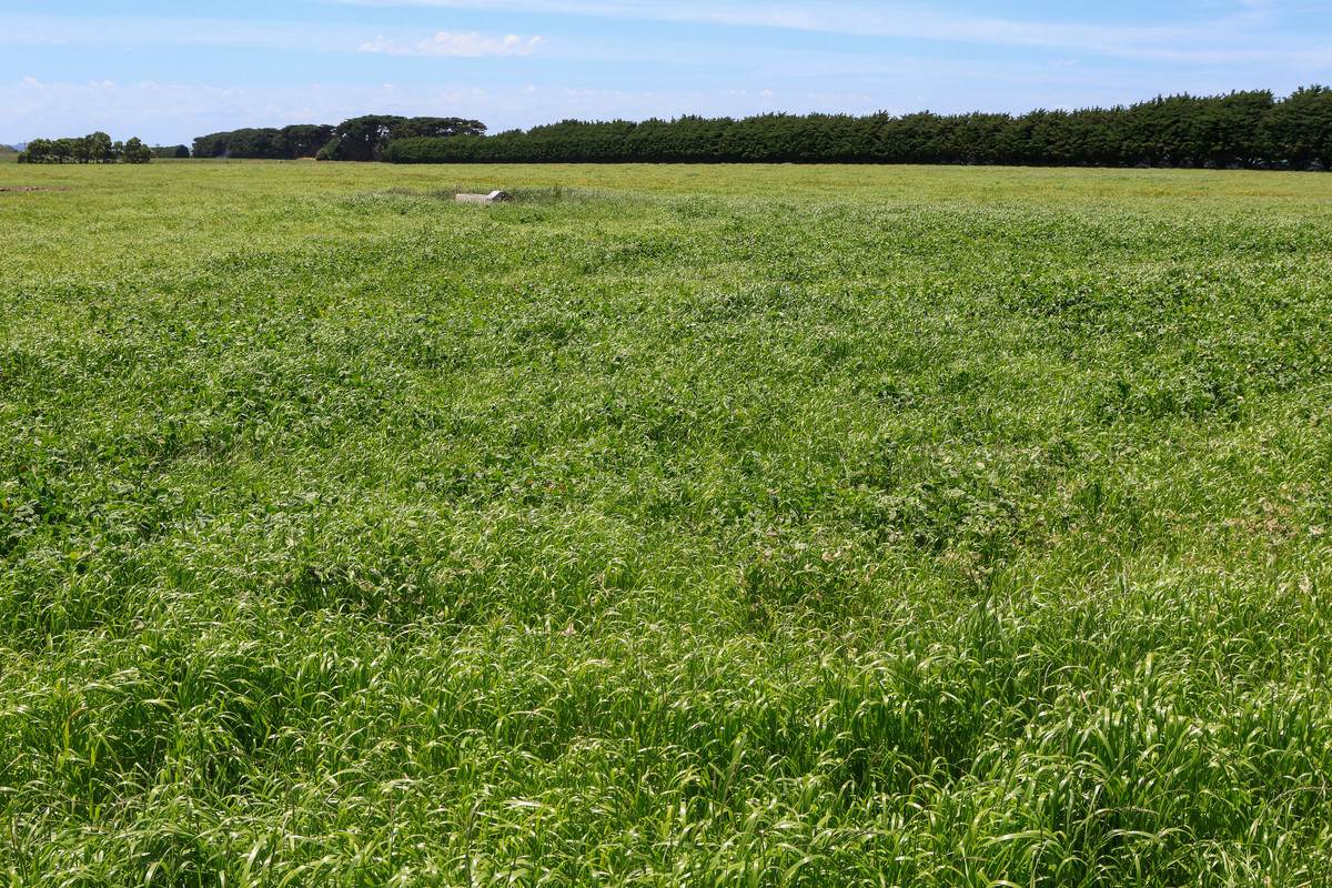 Lot 266 (part), 'Mount View' Occupation Lane, Panmure For Sale by Farmbuy.com - image 27