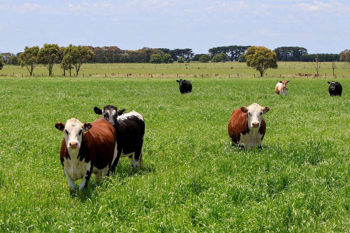 Lot 266 (part), 'Mount View' Occupation Lane, Panmure For Sale by Farmbuy.com - image 7