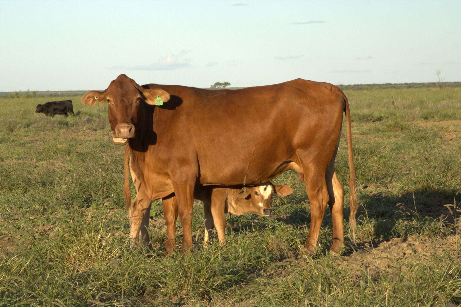 1970 Saltern Creek Road, Barcaldine For Sale by Farmbuy.com - image 11