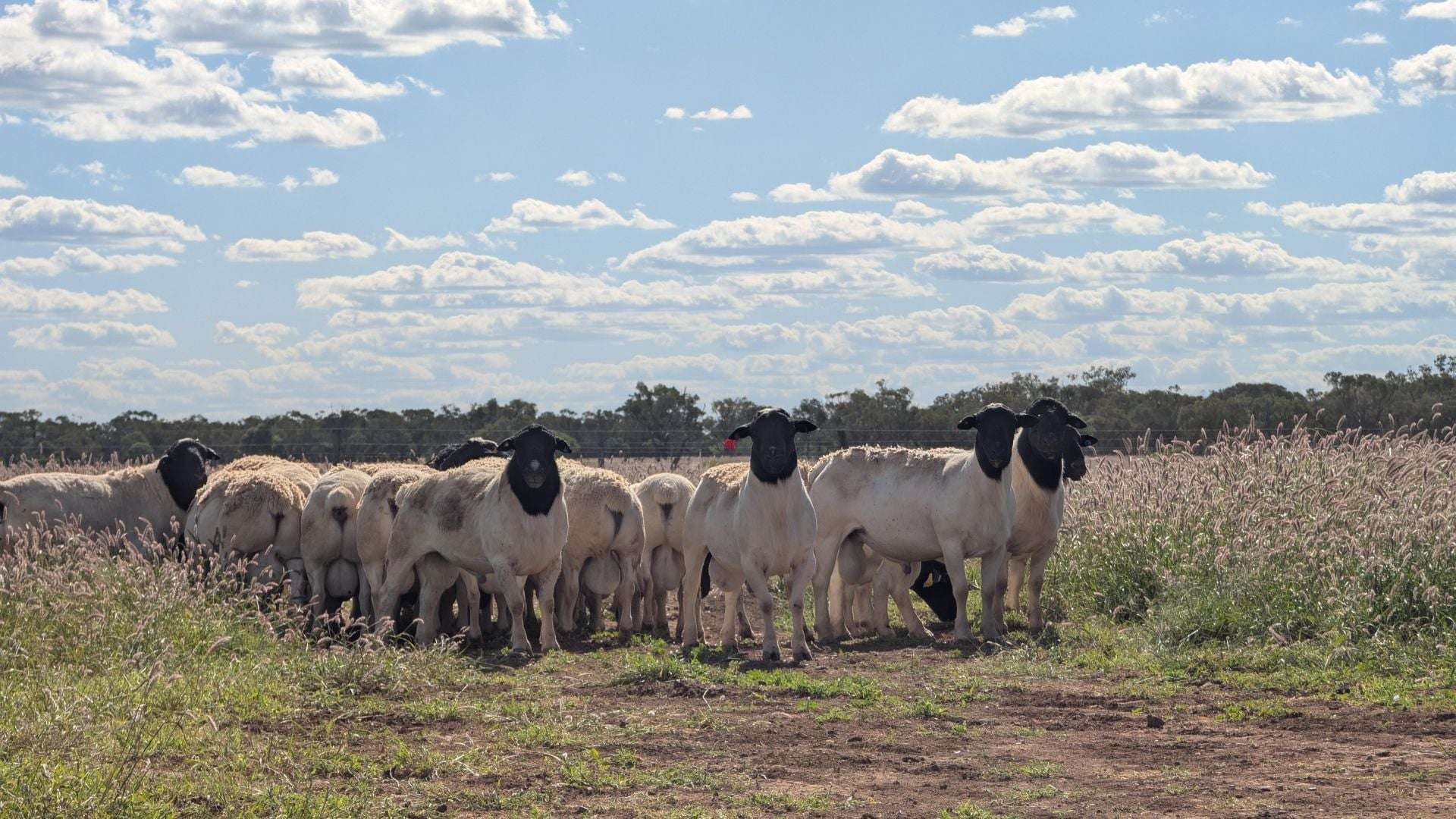 1970 Saltern Creek Road, Barcaldine For Sale by Farmbuy.com - image 19