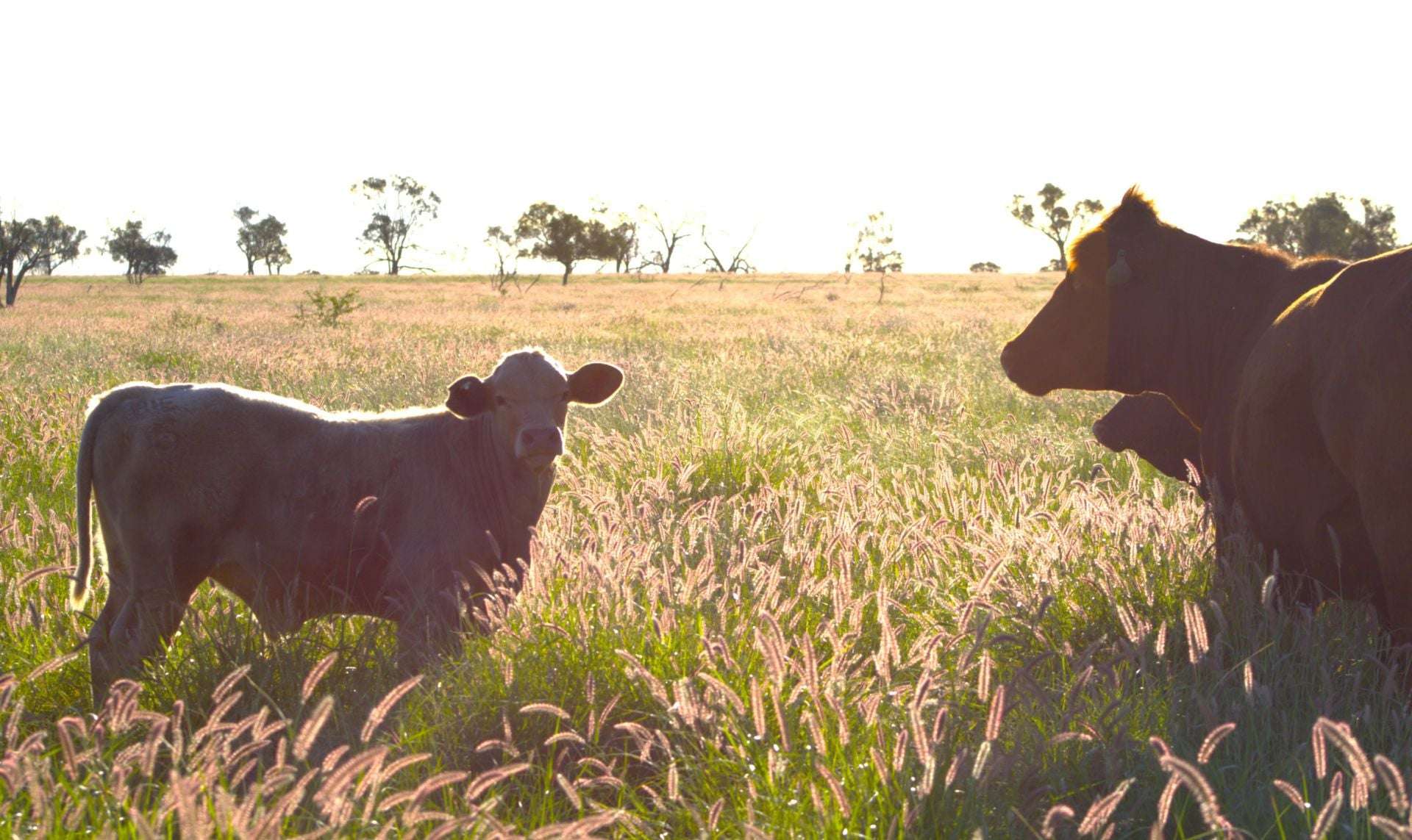 1970 Saltern Creek Road, Barcaldine Sold by Farmbuy.com - image 6