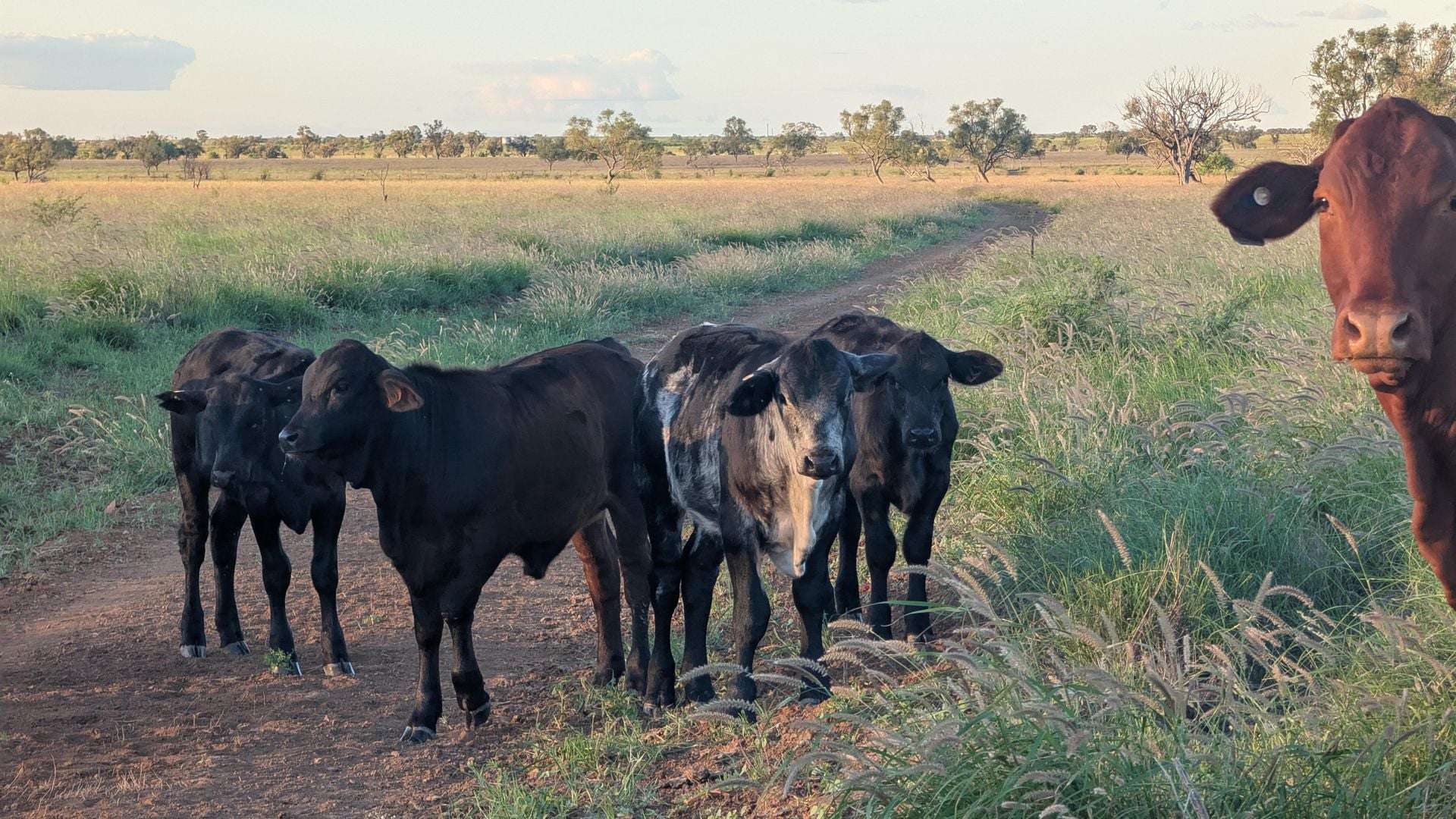 1970 Saltern Creek Road, Barcaldine For Sale by Farmbuy.com - image 12