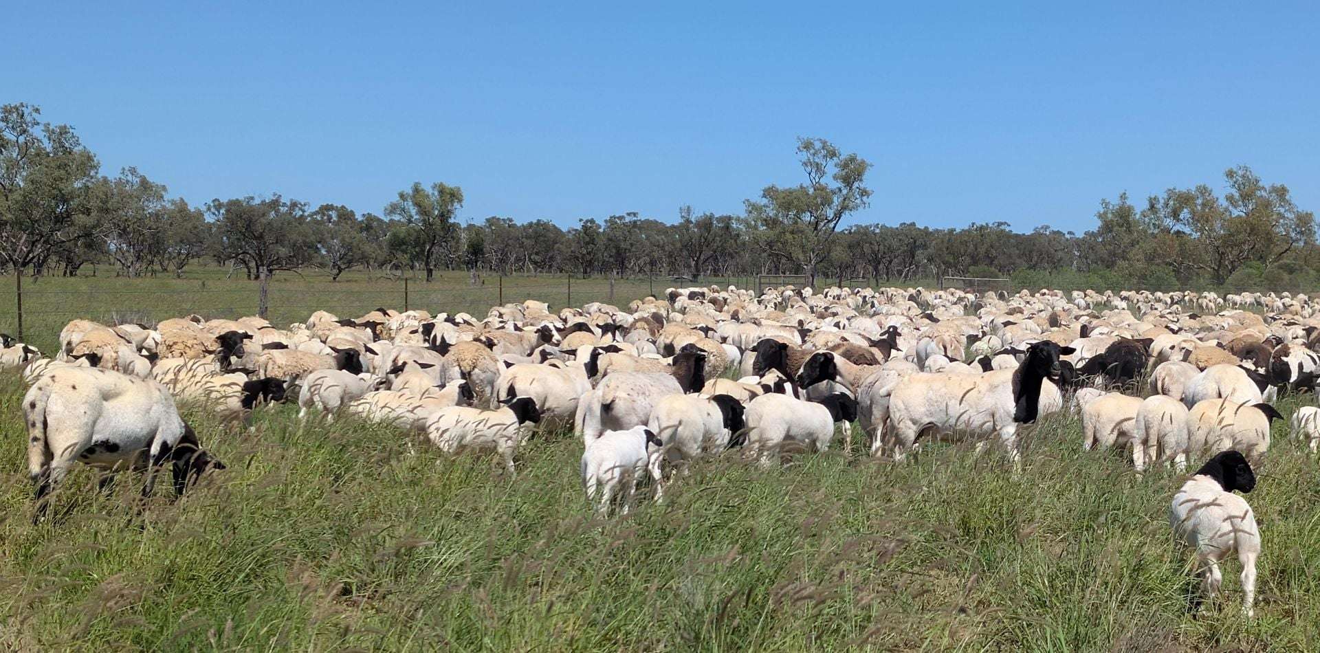 1970 Saltern Creek Road, Barcaldine For Sale by Farmbuy.com - image 17