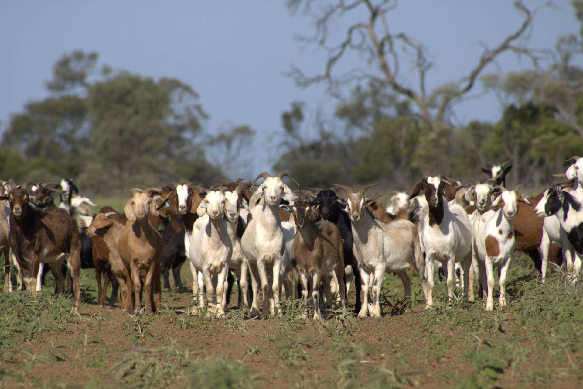 1970 Saltern Creek Road, Barcaldine For Sale by Farmbuy.com - image 23