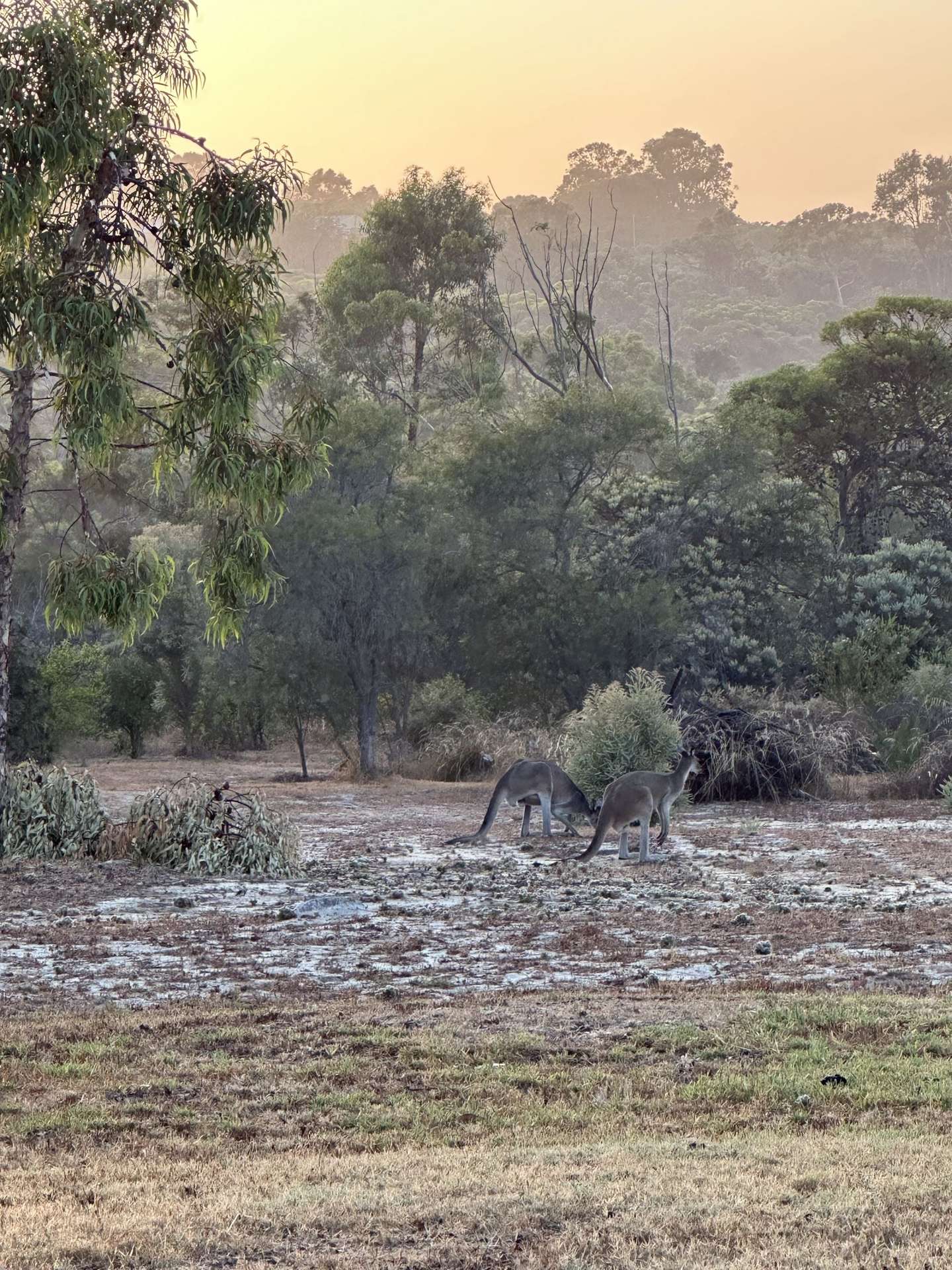 68 Kangaroo Way, Nilgen For Sale by Farmbuy.com - image 20