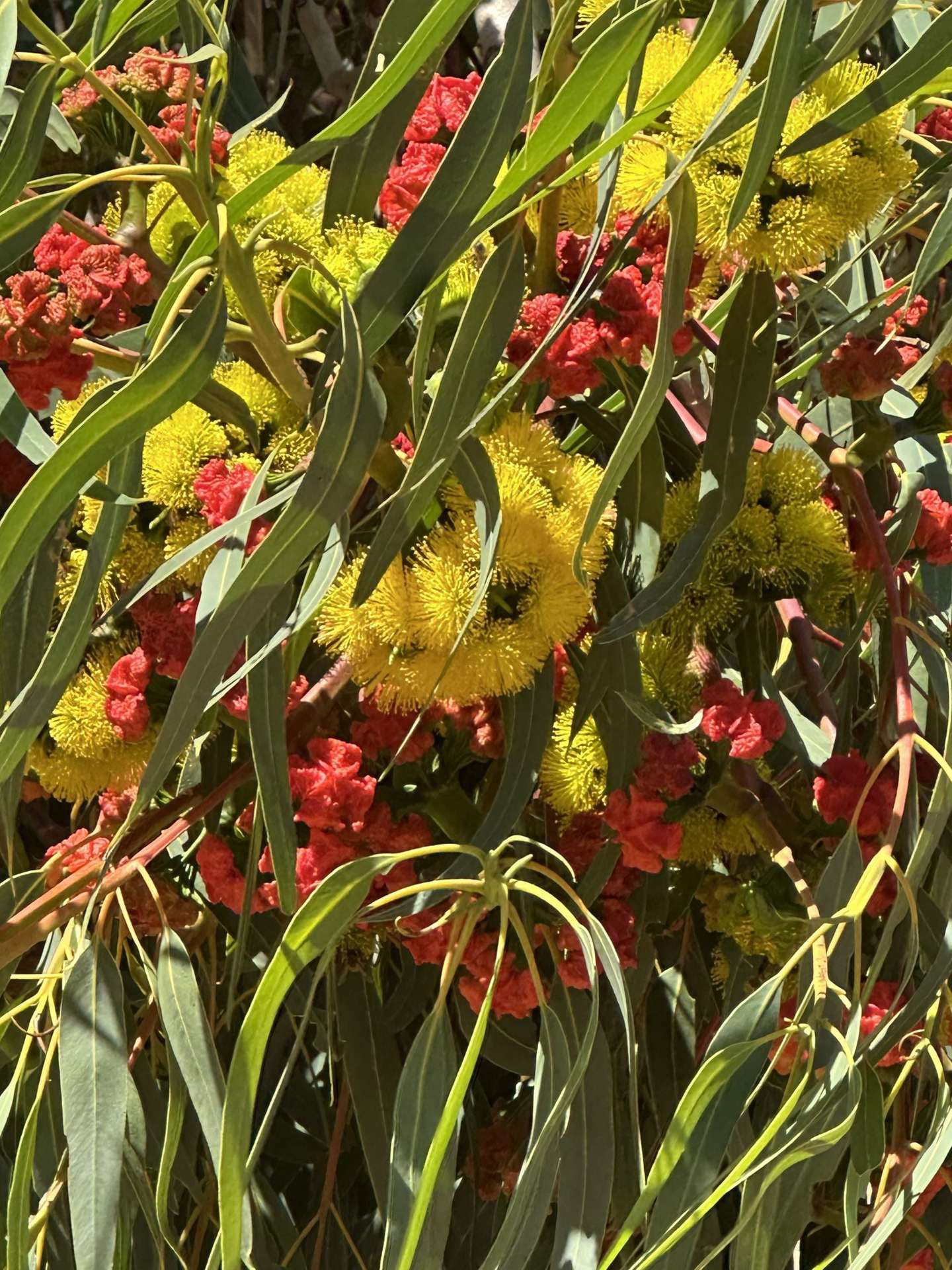 68 Kangaroo Way, Nilgen For Sale by Farmbuy.com - image 23