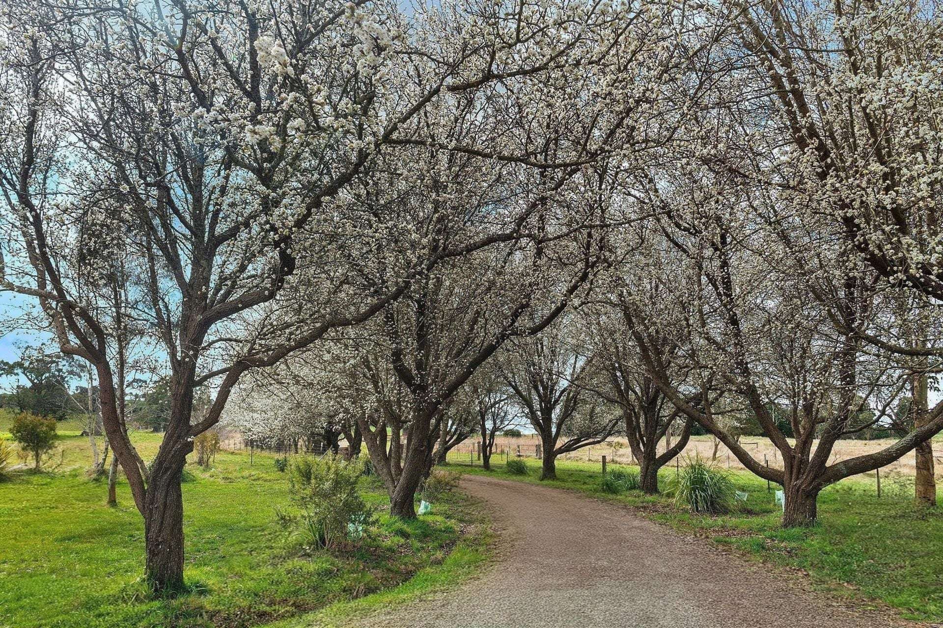 138 Bibbys Lane, Werai For Sale by Farmbuy.com - image 10