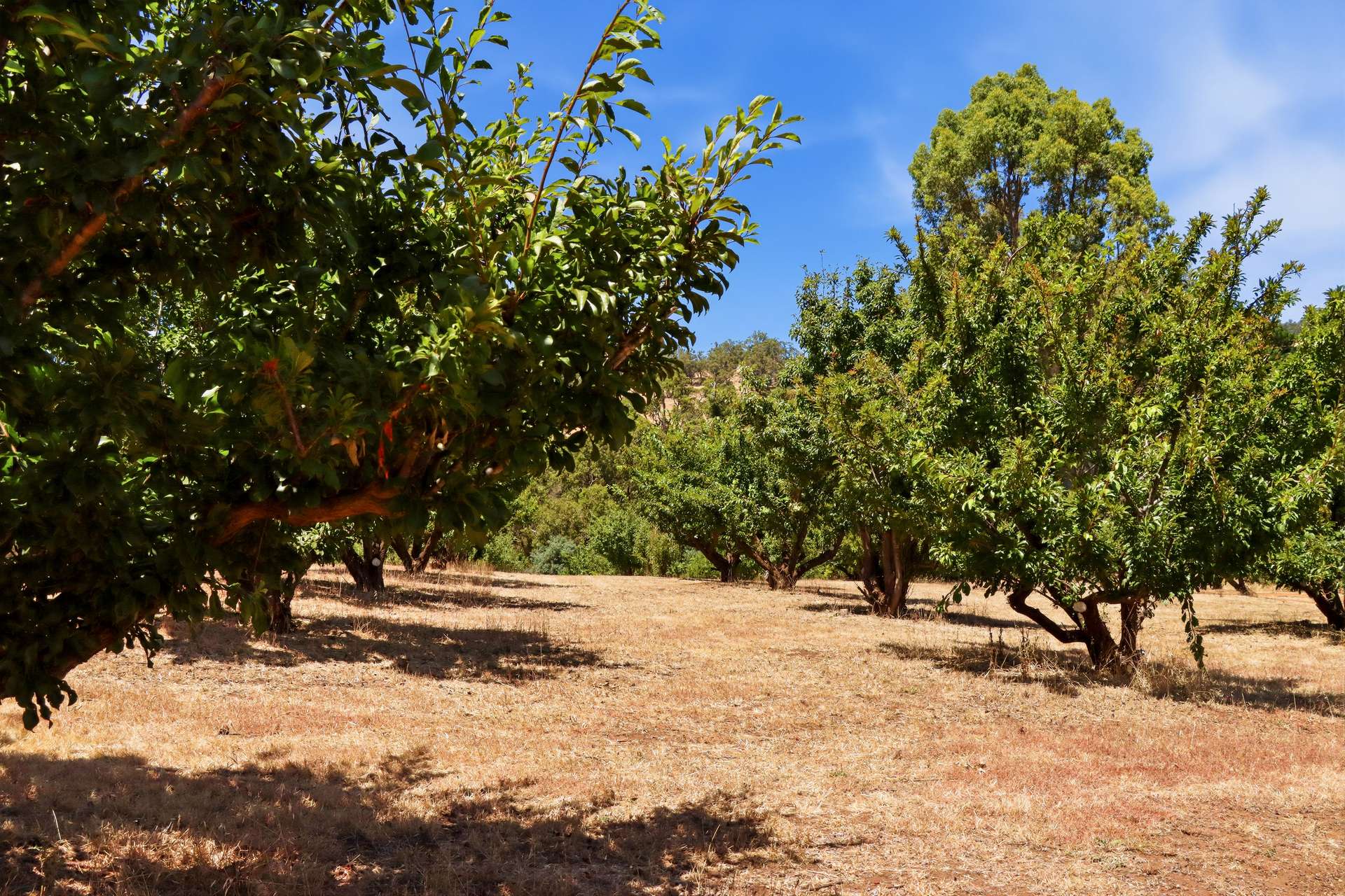 5 Mottram Street, Bridgetown For Sale by Farmbuy.com - image 20