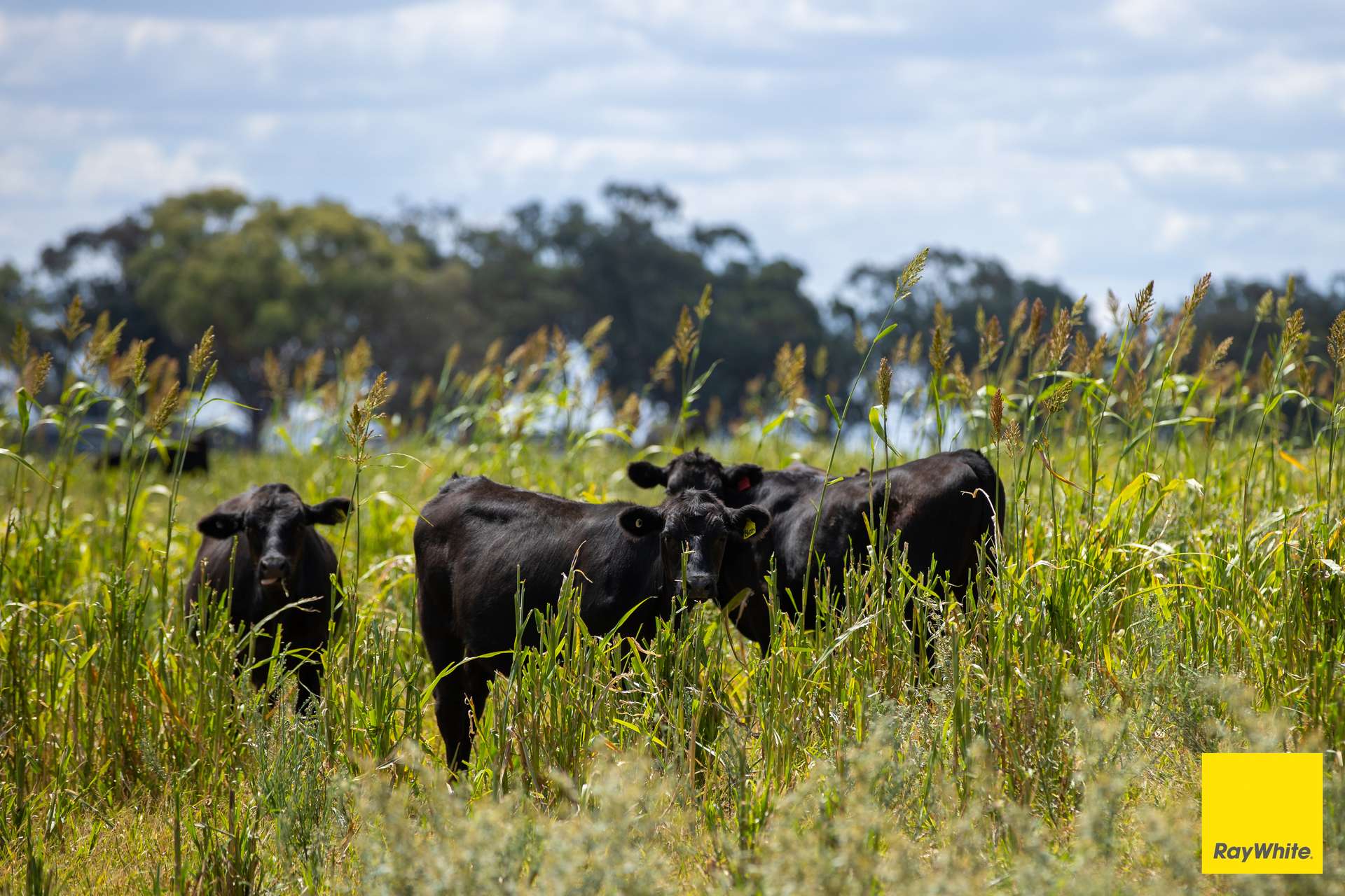 394 Yetman Road, Inverell For Sale by Farmbuy.com - image 22