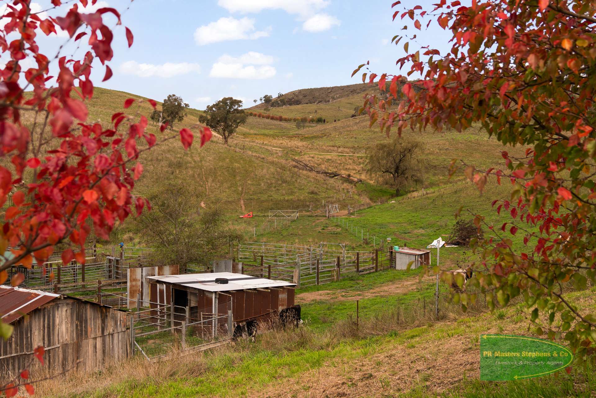 Ganbenang Sold by Farmbuy.com - image 7