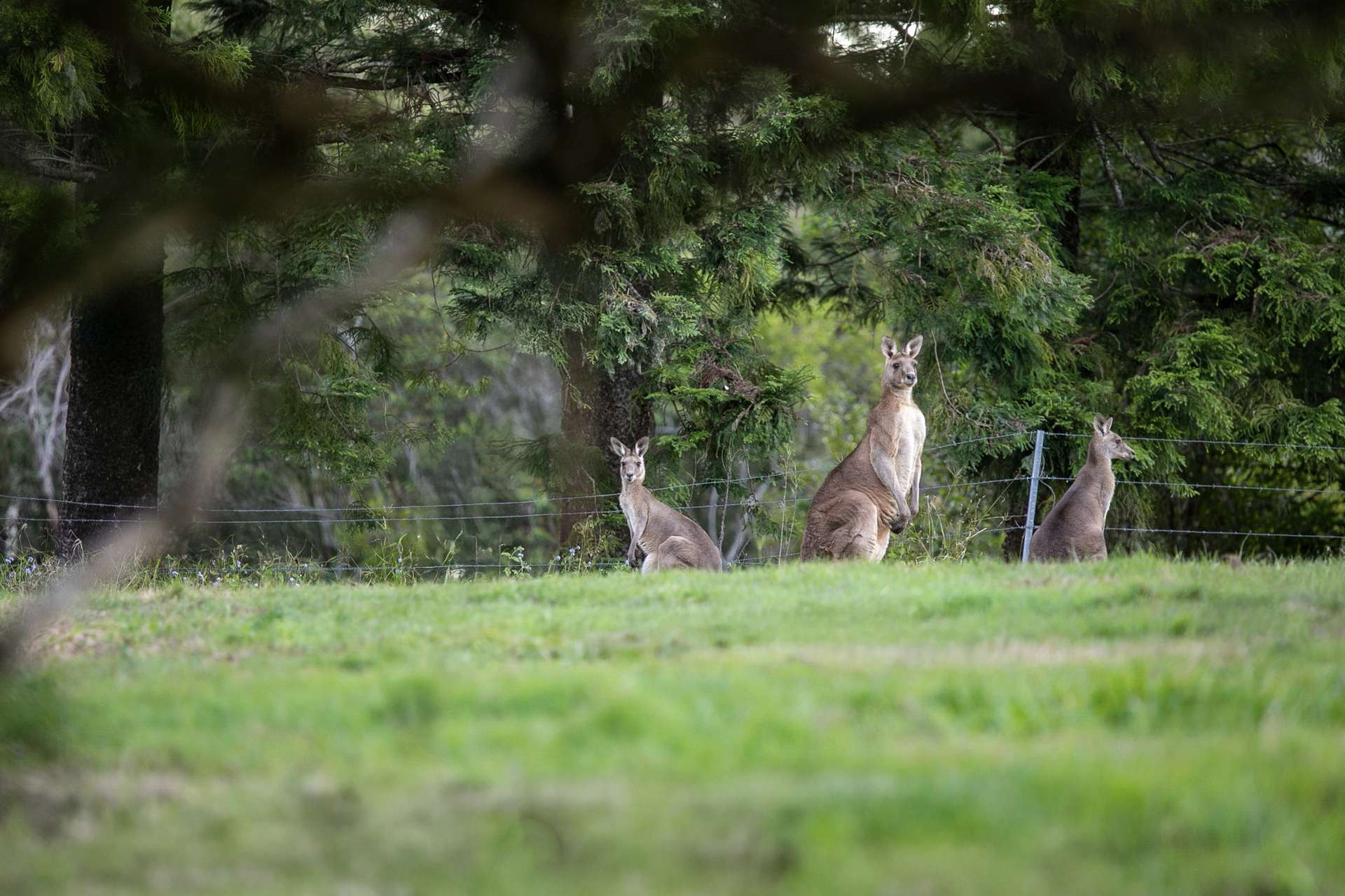 Lake Macdonald For Sale by Farmbuy.com - image 6
