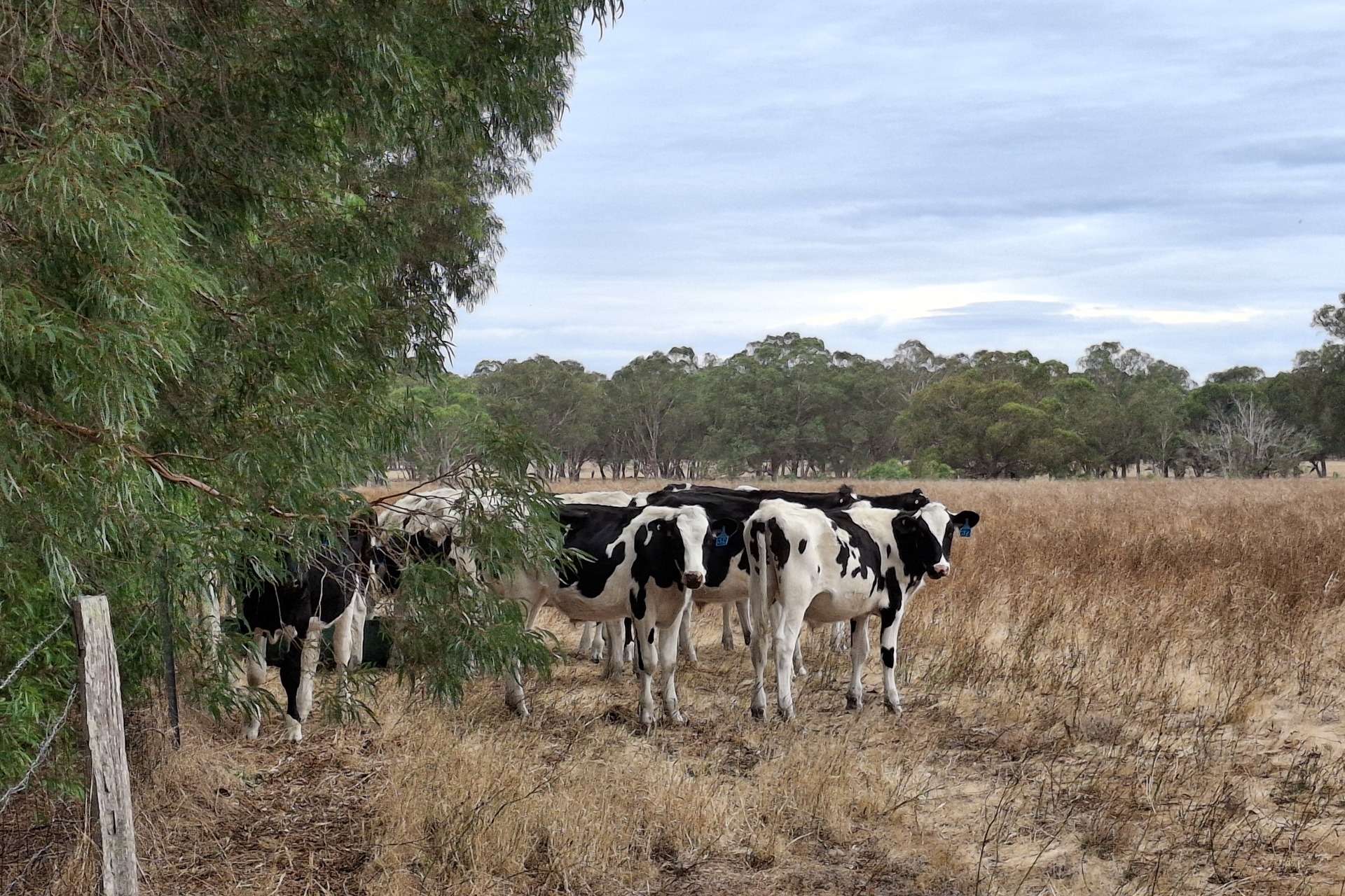 Manjimup For Sale by Farmbuy.com - image 4