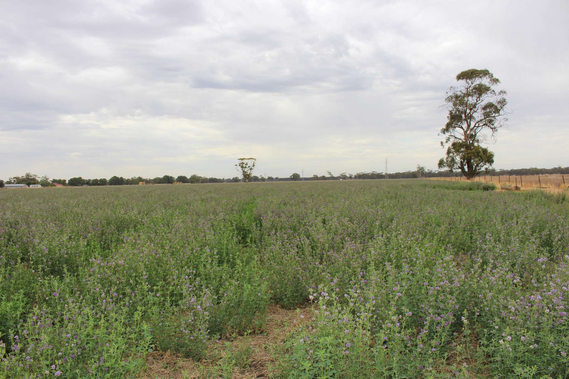 2212 CAREW ROAD, Mundulla Auction by Farmbuy.com - image 19