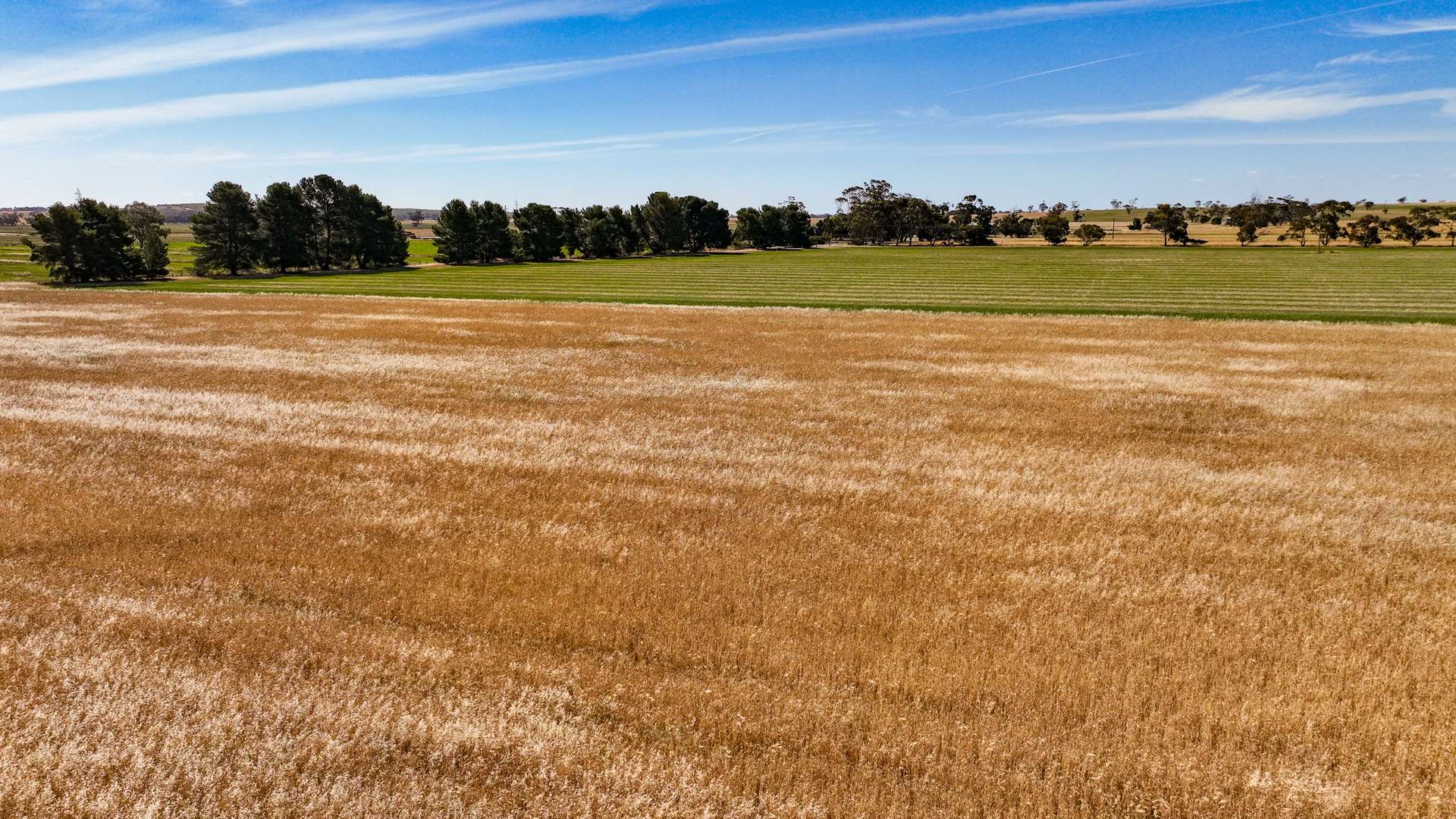 2212 CAREW ROAD, Mundulla Auction by Farmbuy.com - image 26